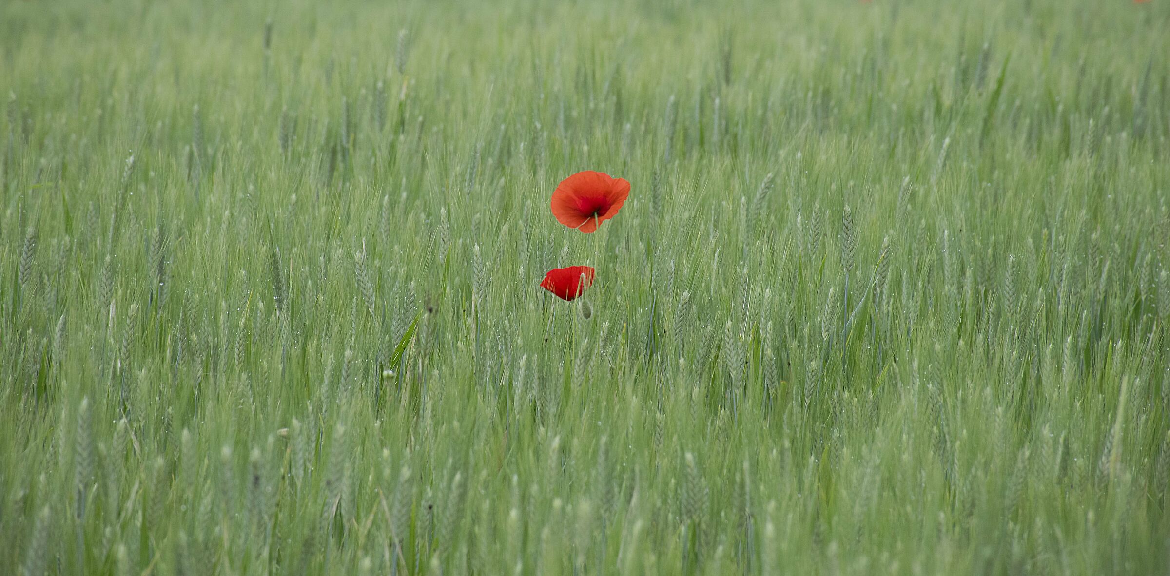 Una foto dimenticata