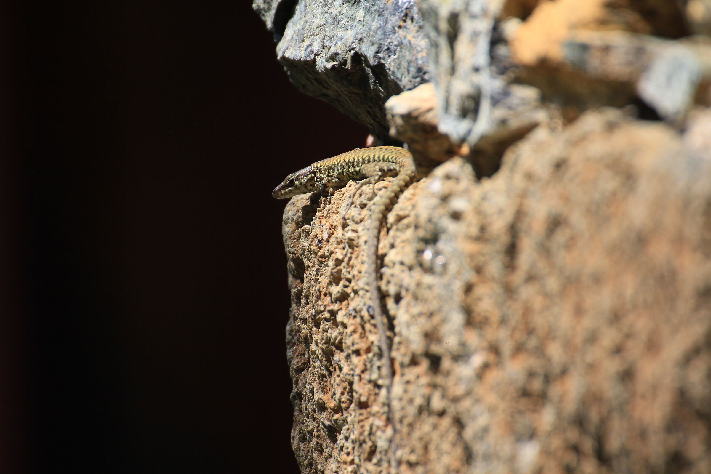 Lucertola muraiola - Appennino Ligure (sv)