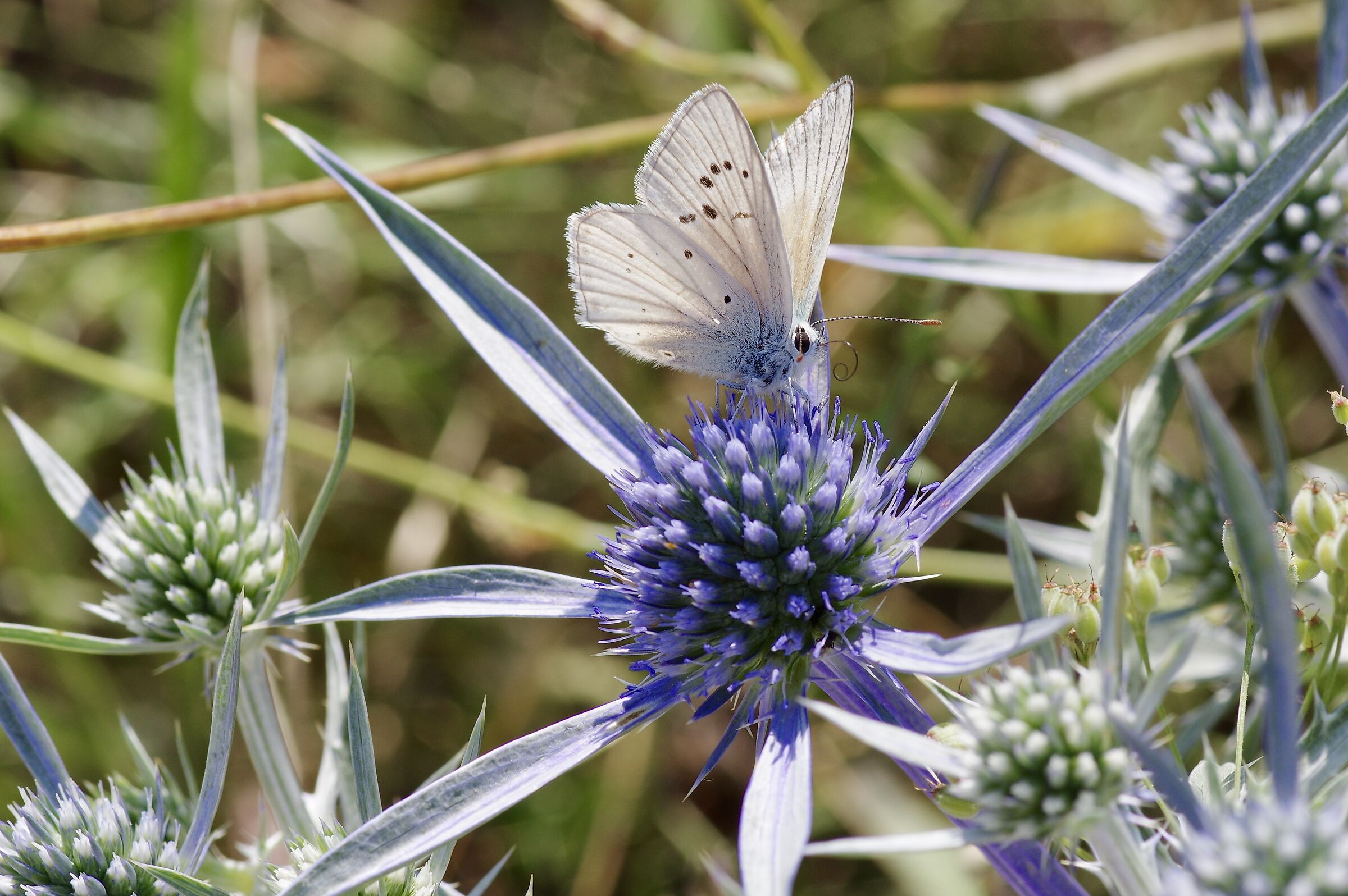 Cardo con Farfalla