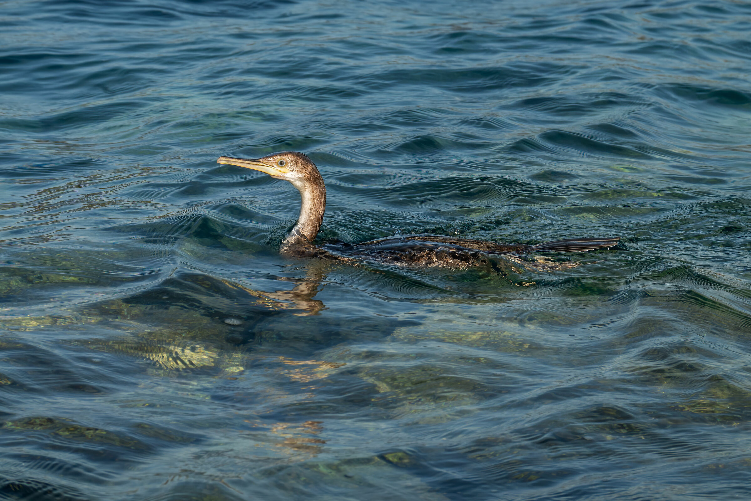 Marangone with the tuft with the compact