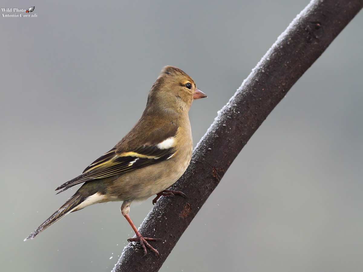 Fringuello....nel gelo......del mattino