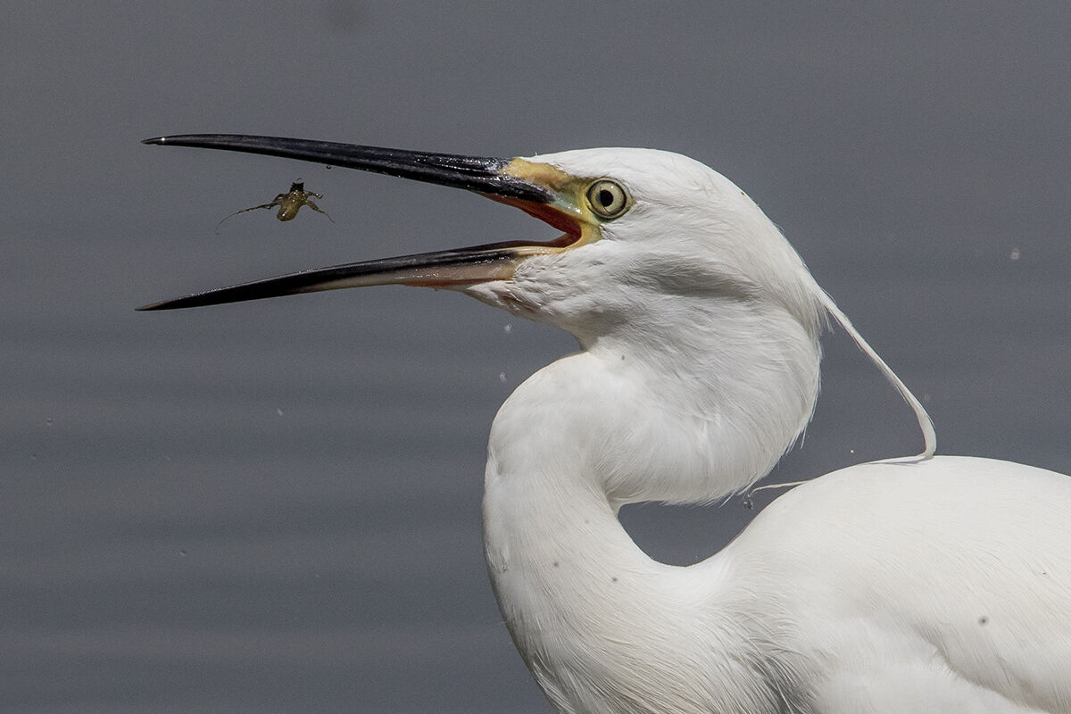 afferrato al volo...