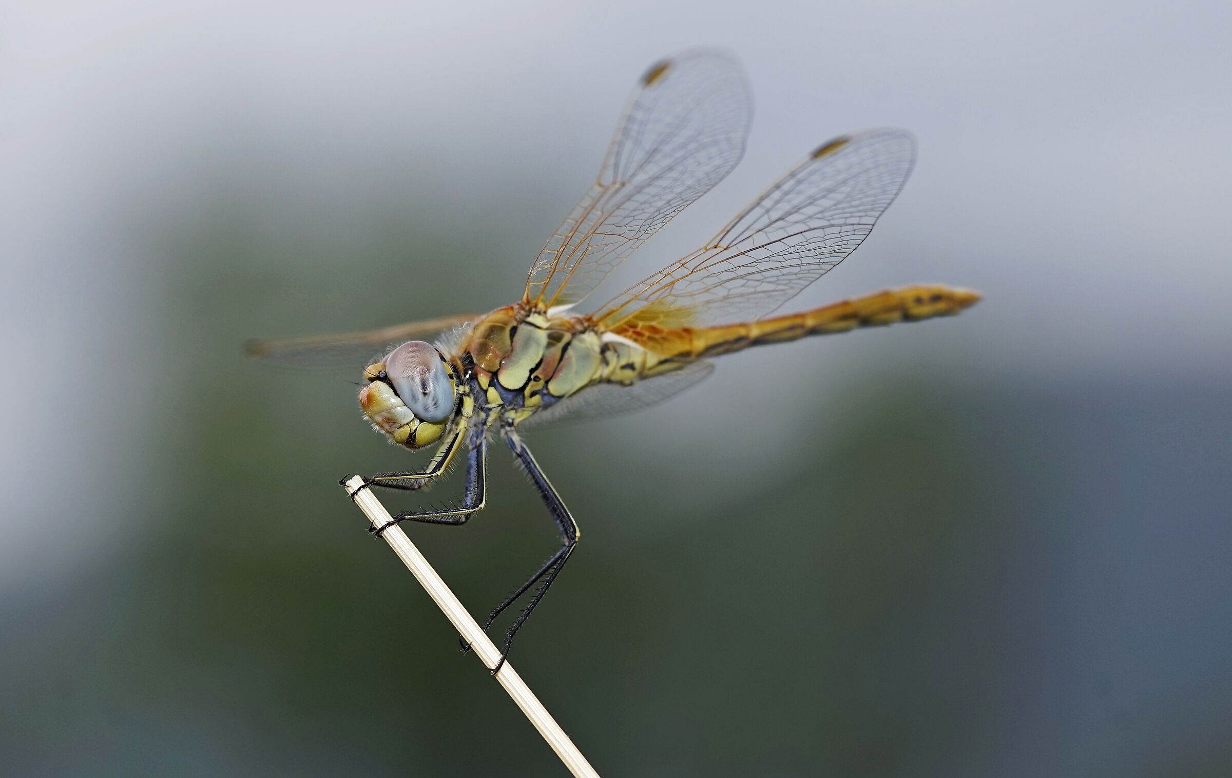 Sympetrum fonscolombei