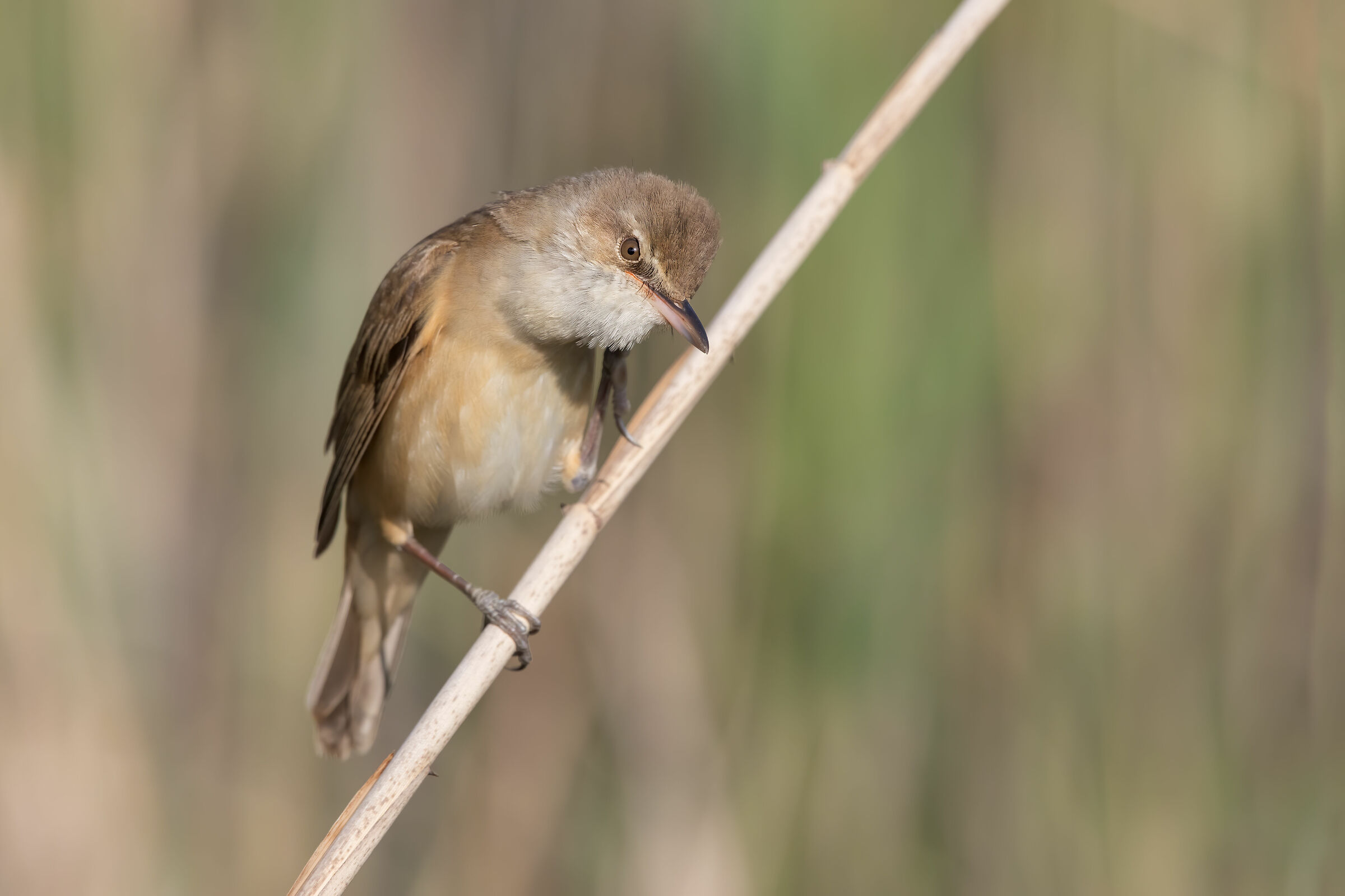 The scratching of the cannareccione