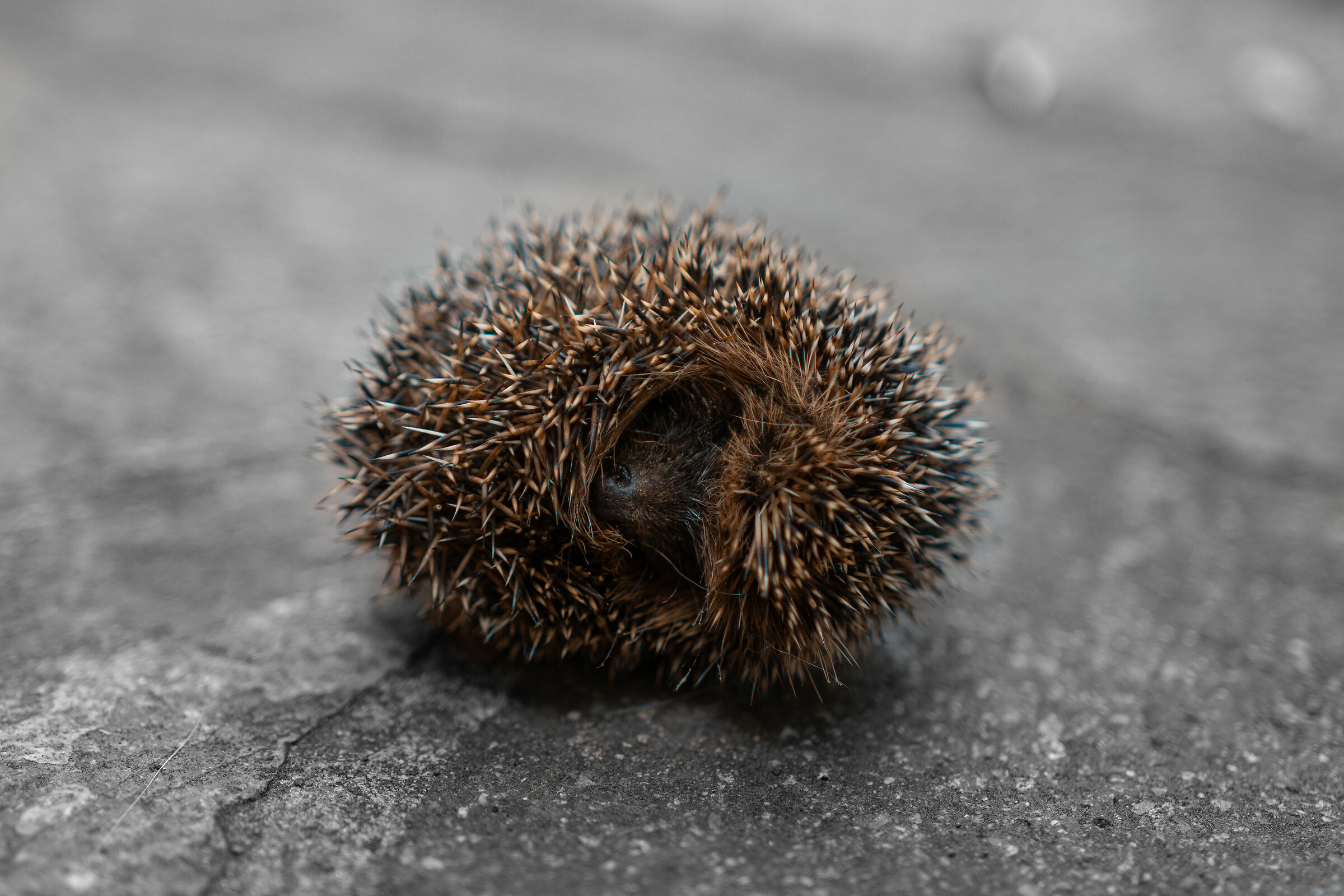 A scared little hedgehog