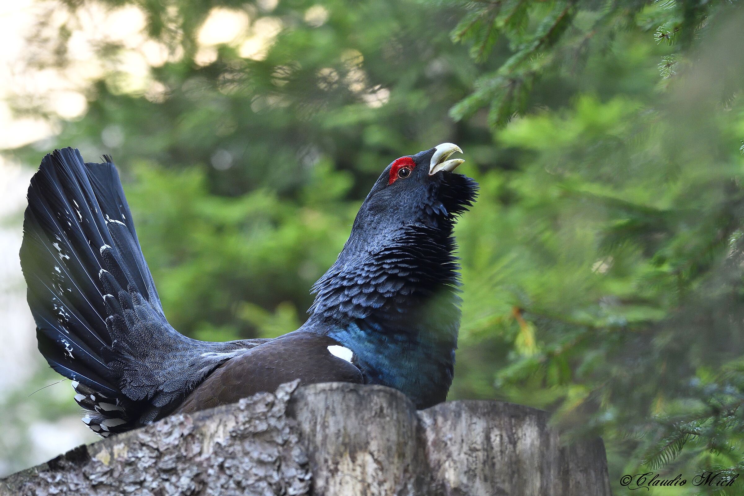 The Song of the Grouse