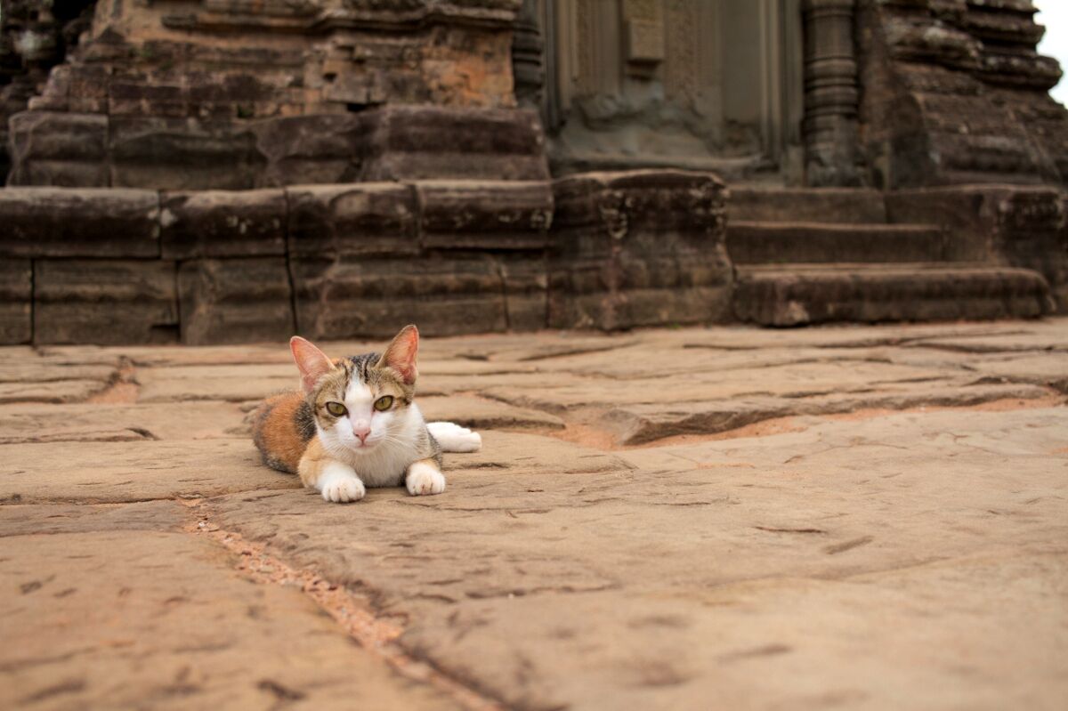 Kitten in the temples of Angkor