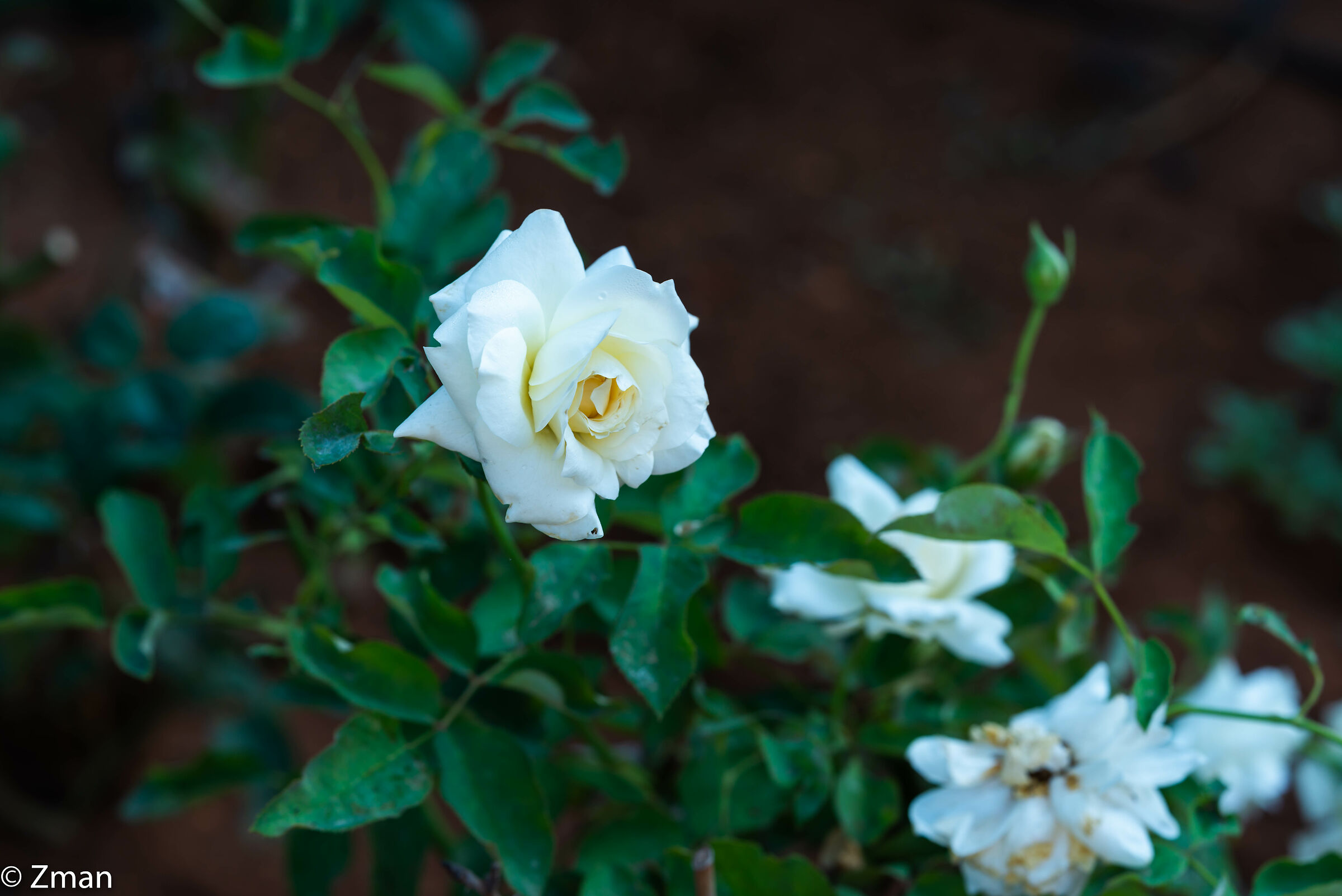 gardenia
