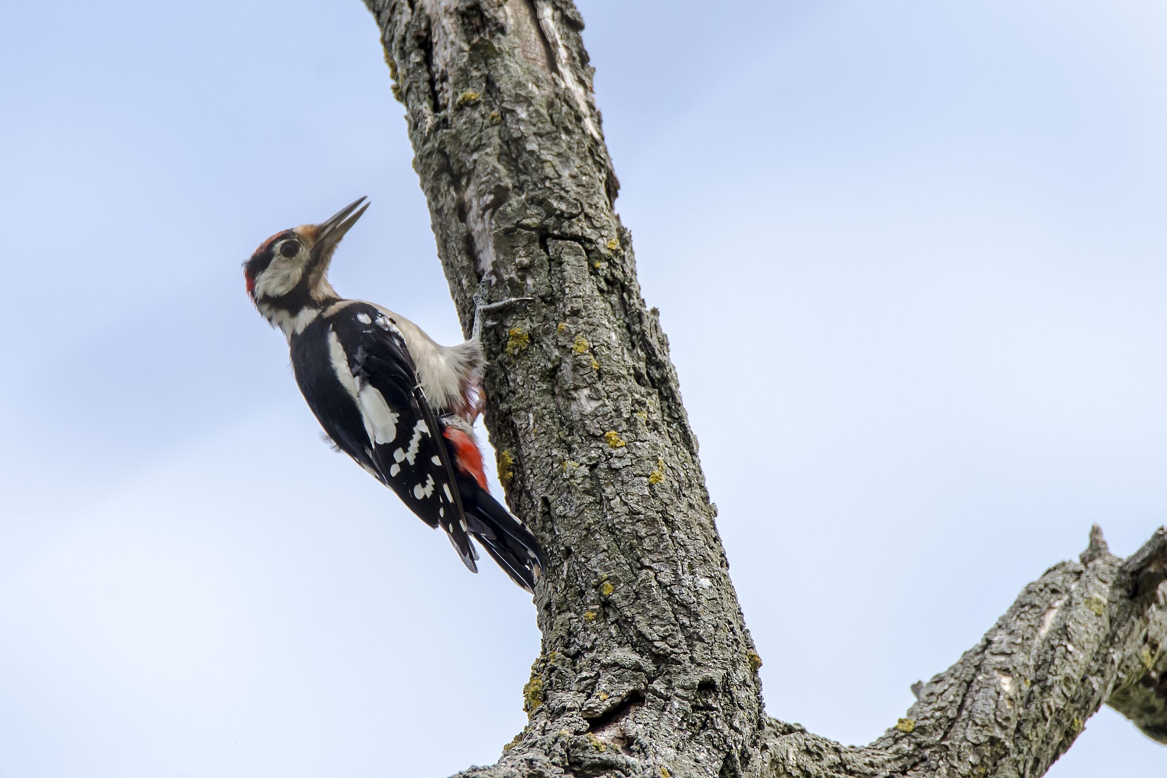 Picchio rosso maggiore