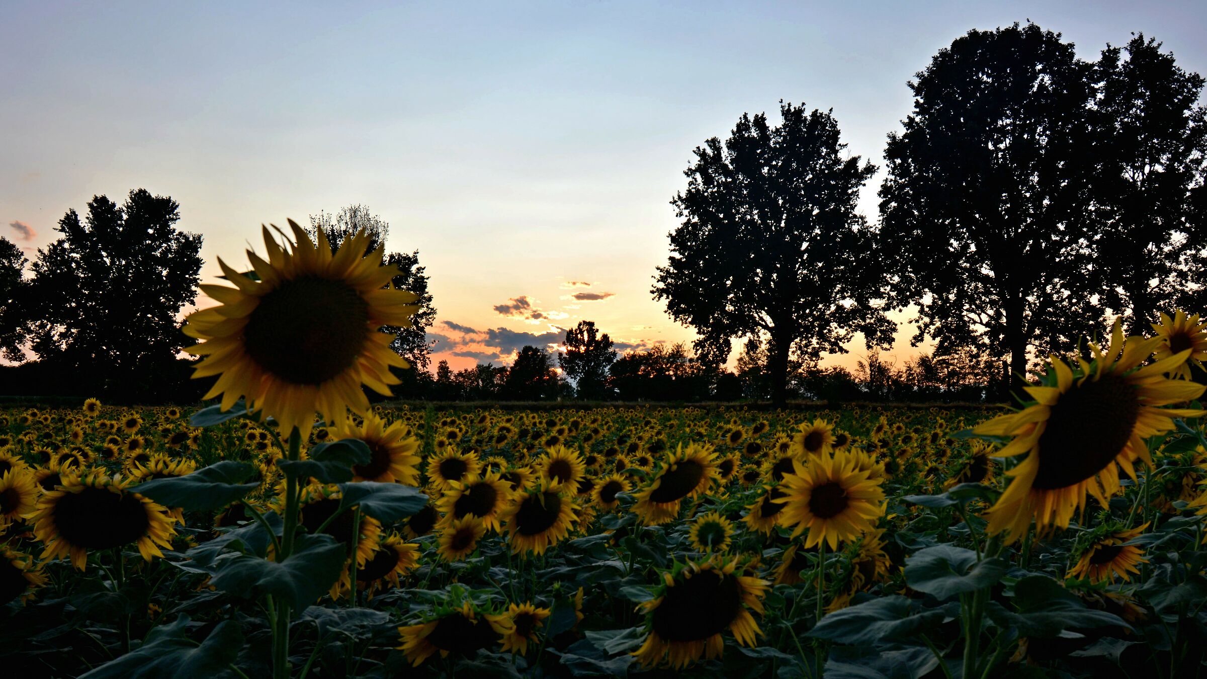 Girasoli al tramonto
