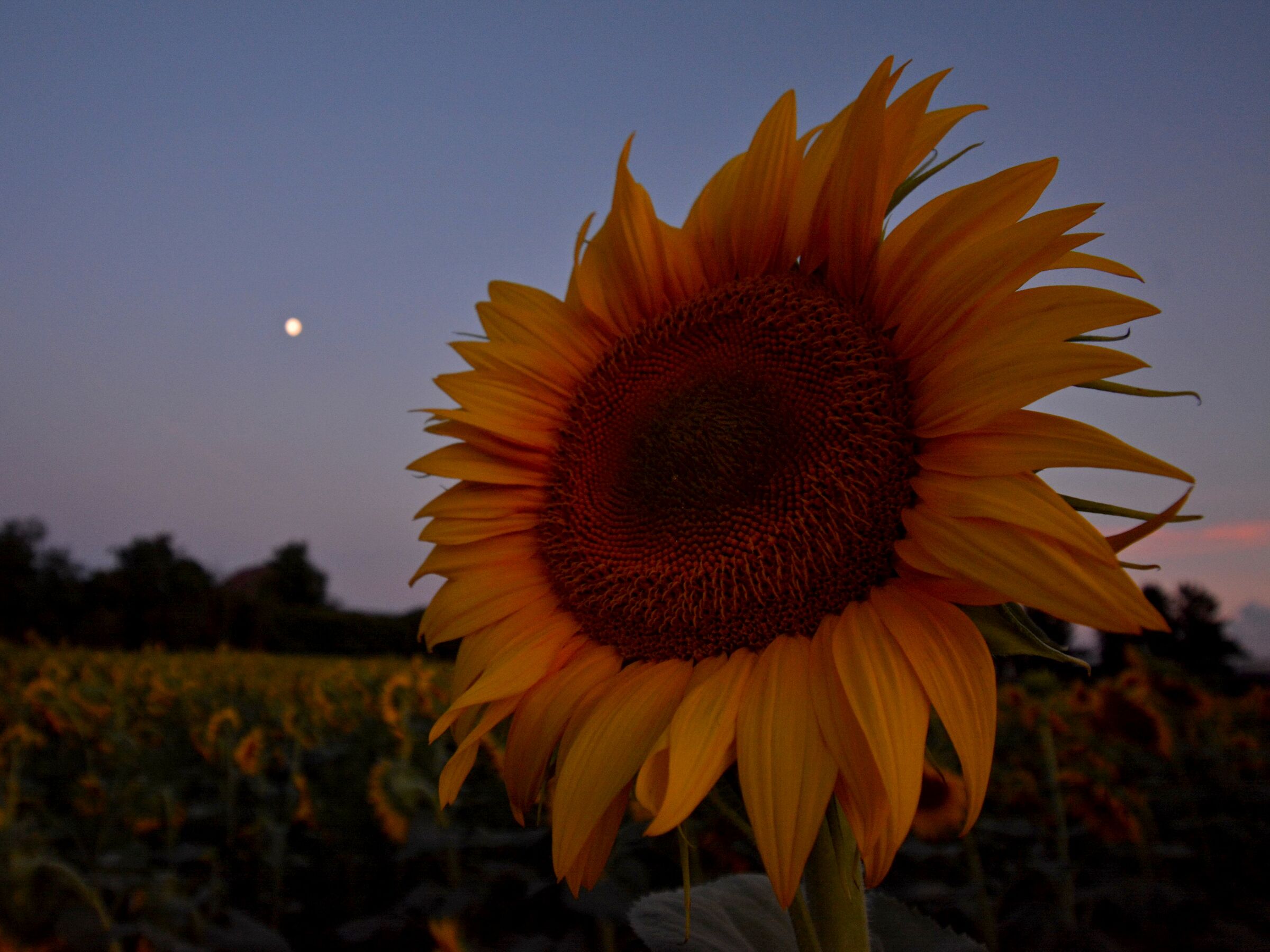 Girasoli e luna