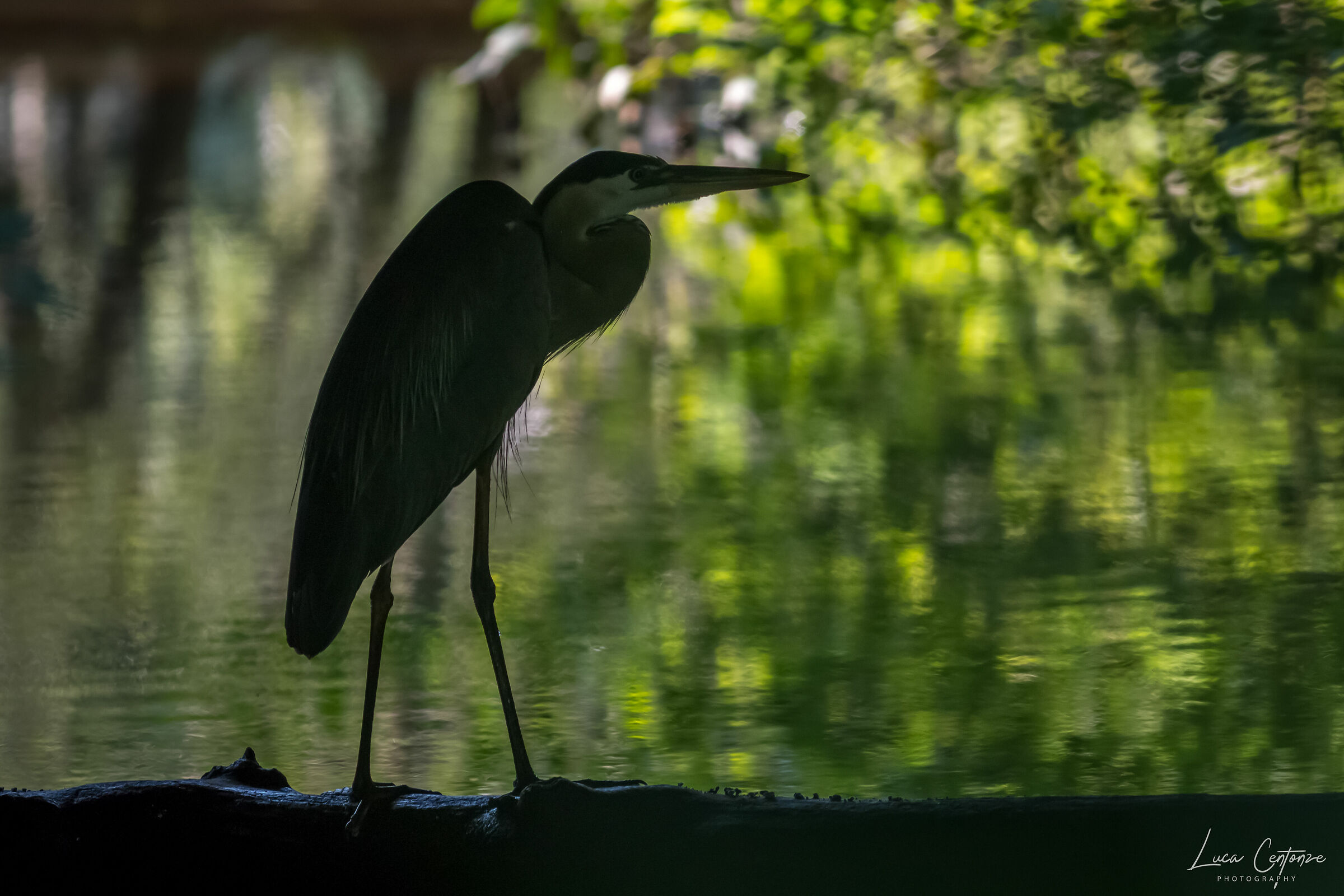 Great Blue Heron (Ardea herodias)