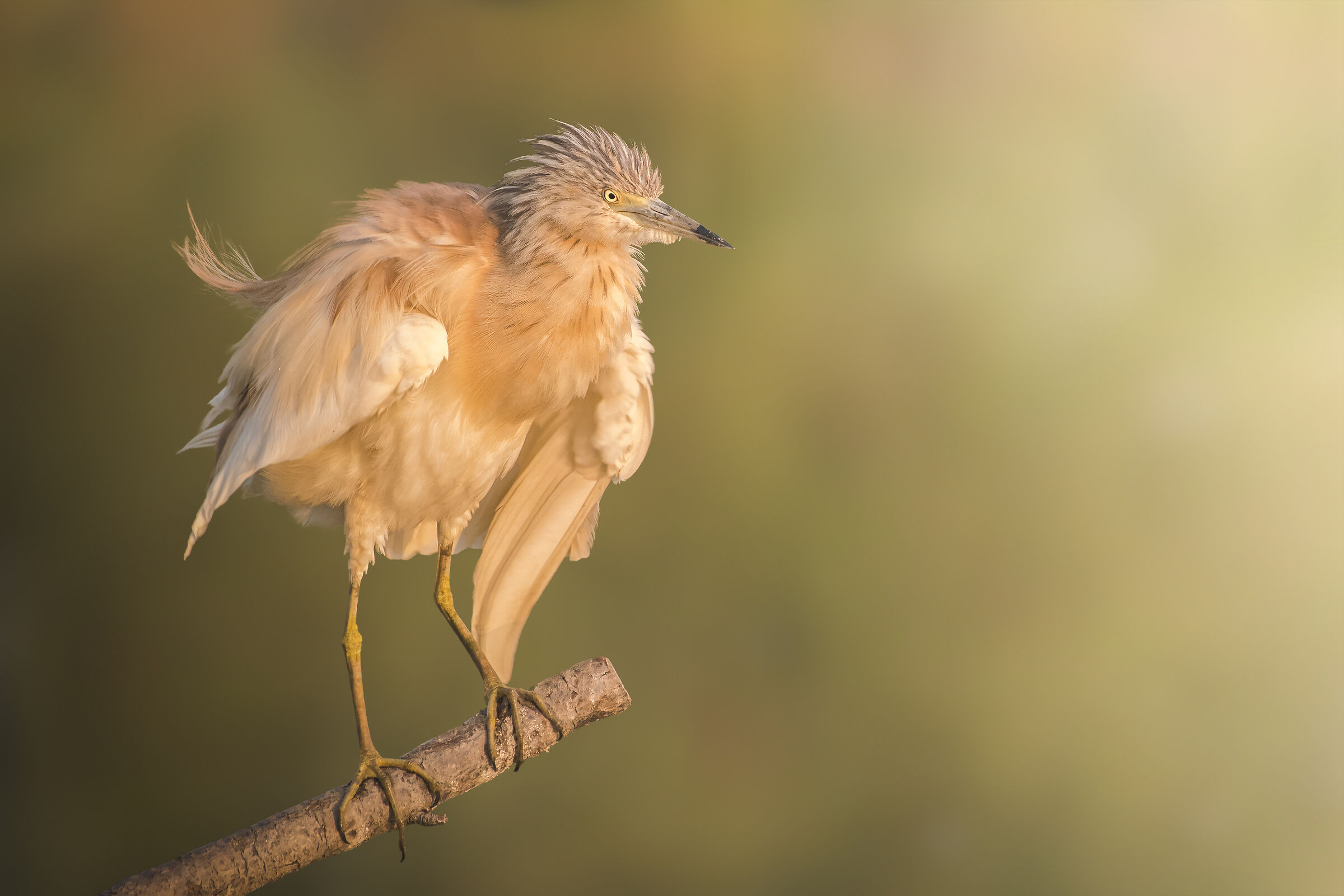 Sgarza tufted tufted tufted