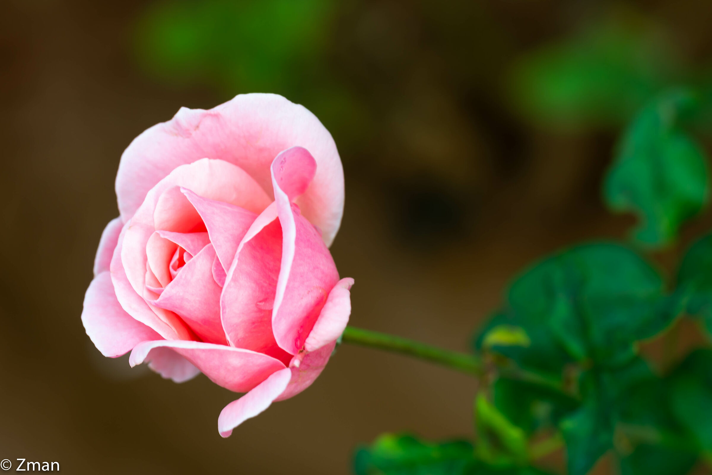 Pink Rose