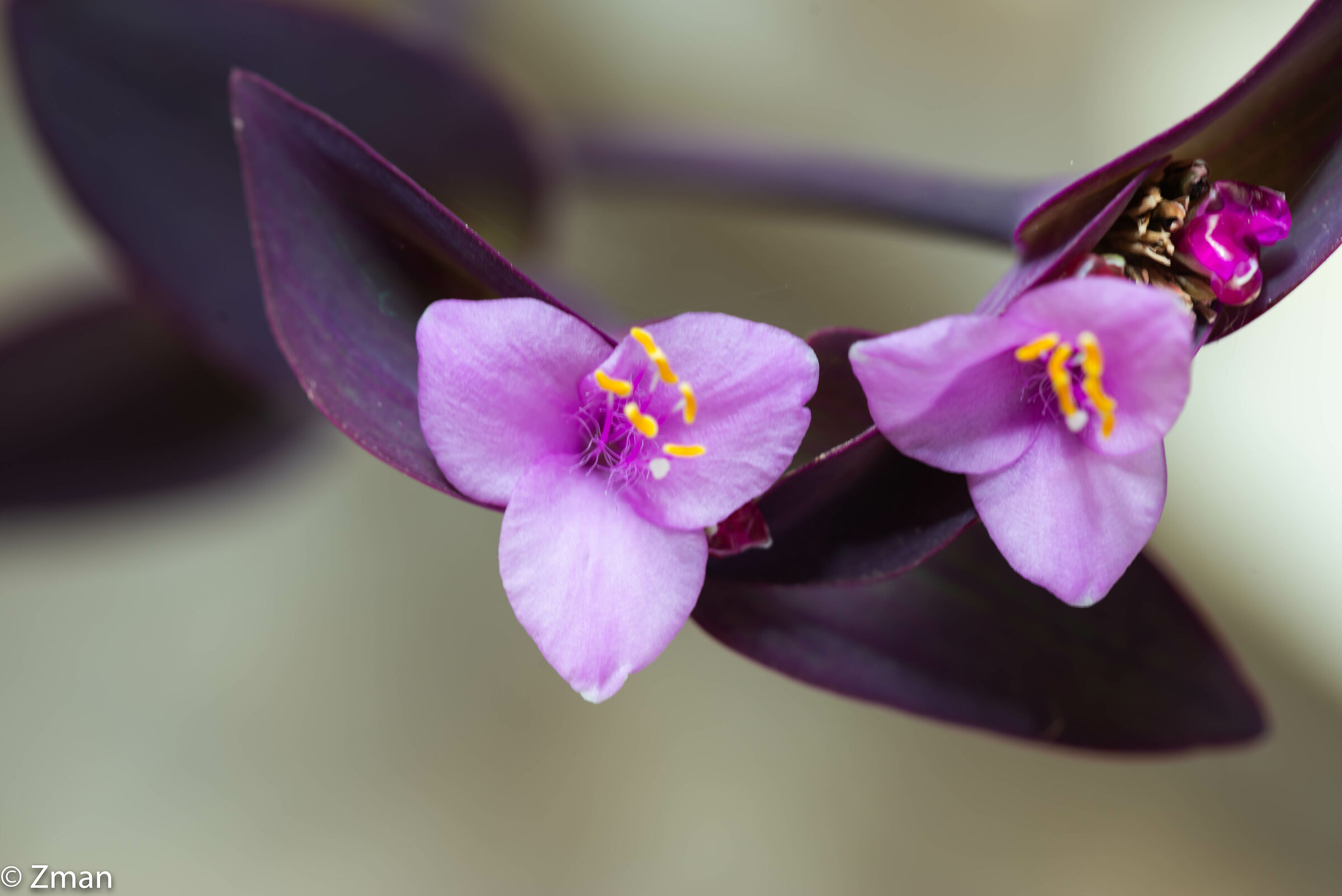 Lady-in-a-boat Flower