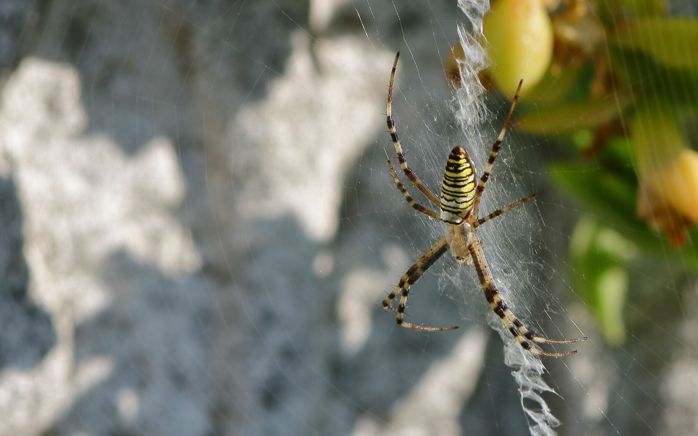 Argiope_2019