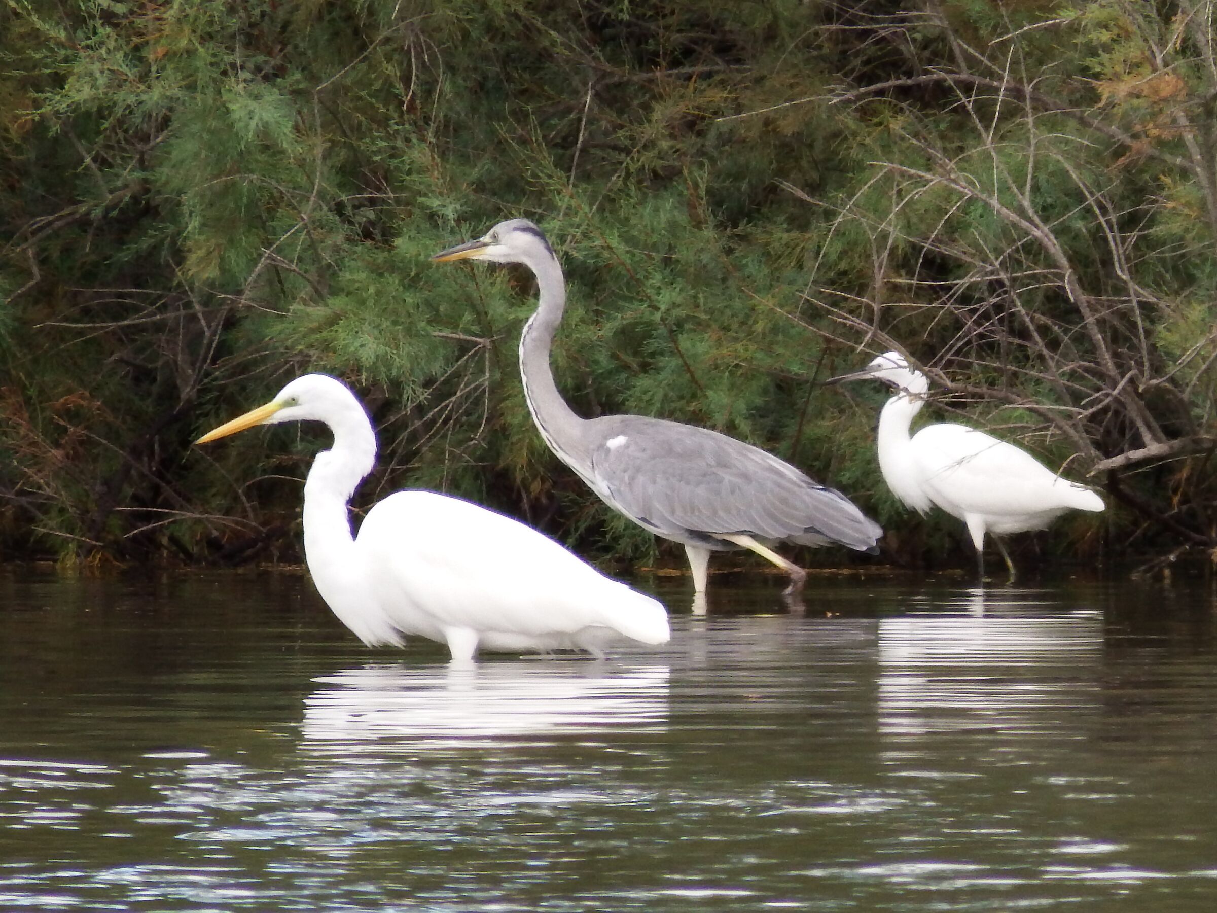 Il lungo, il corto e il pacioccone
