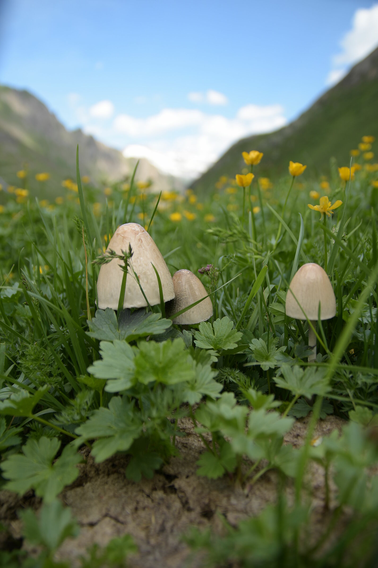 Siam tre piccoli funghettin...