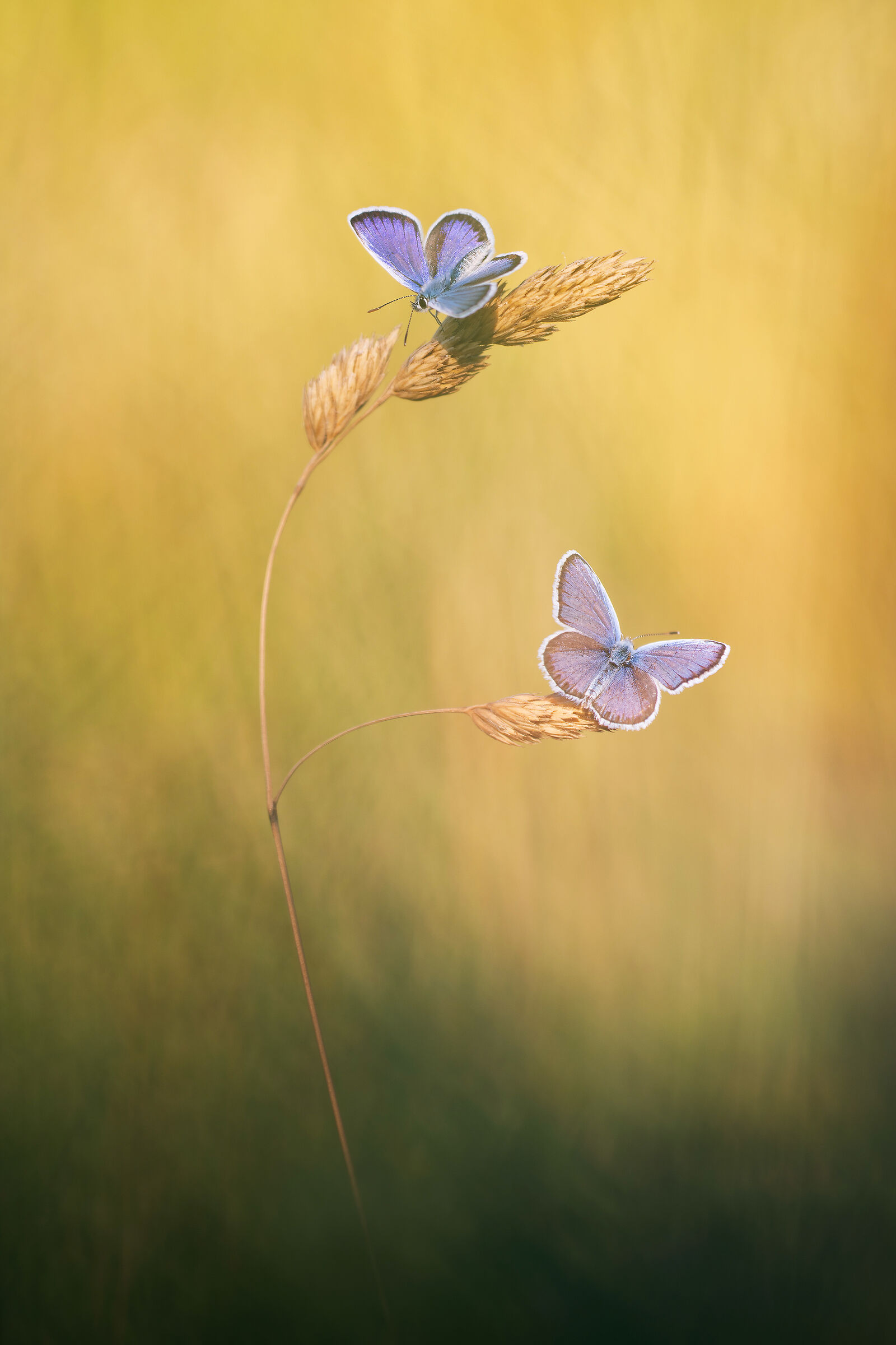 Plebejus argus