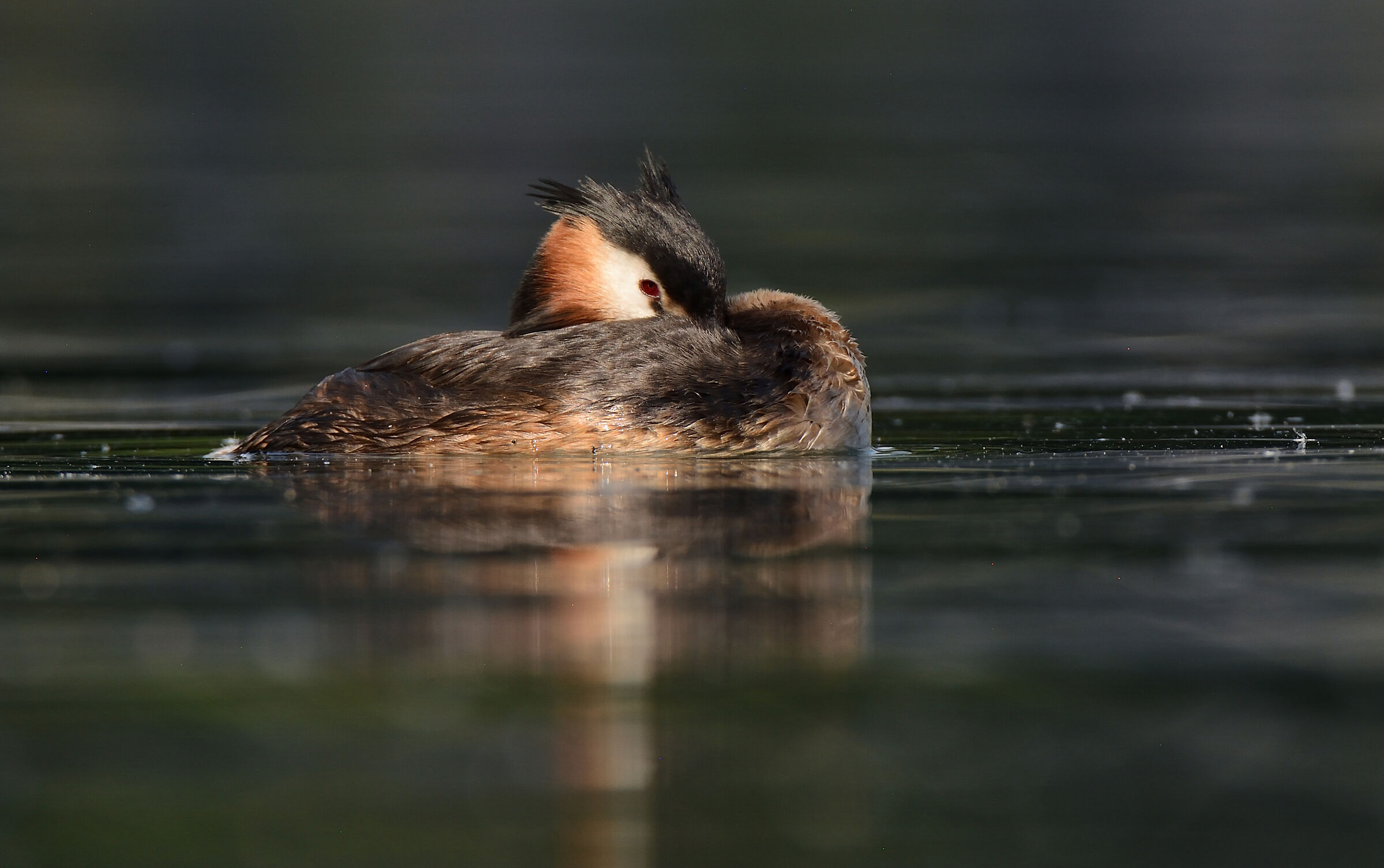 Grebe
