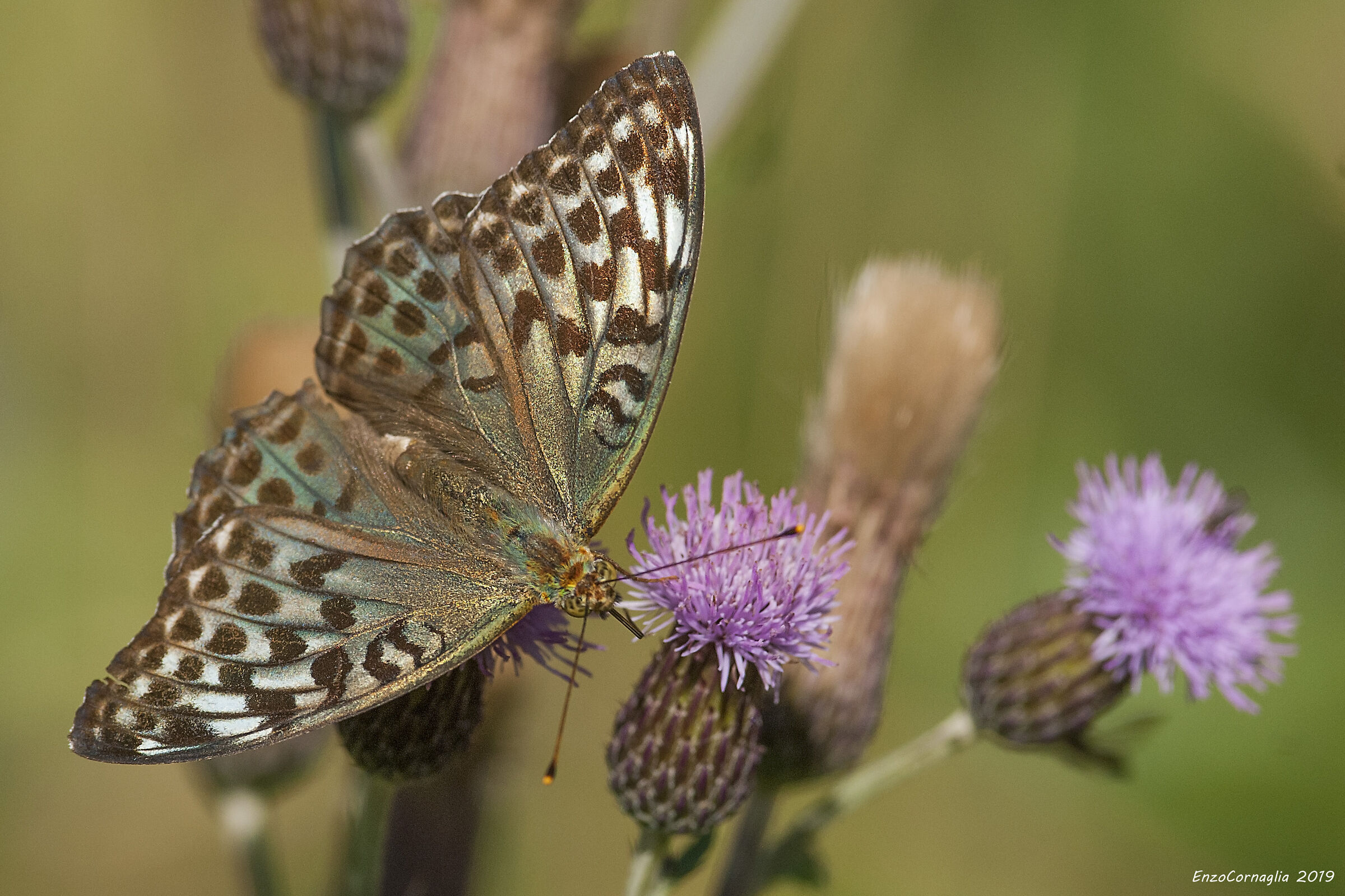 Argynnis paphia f.valesina