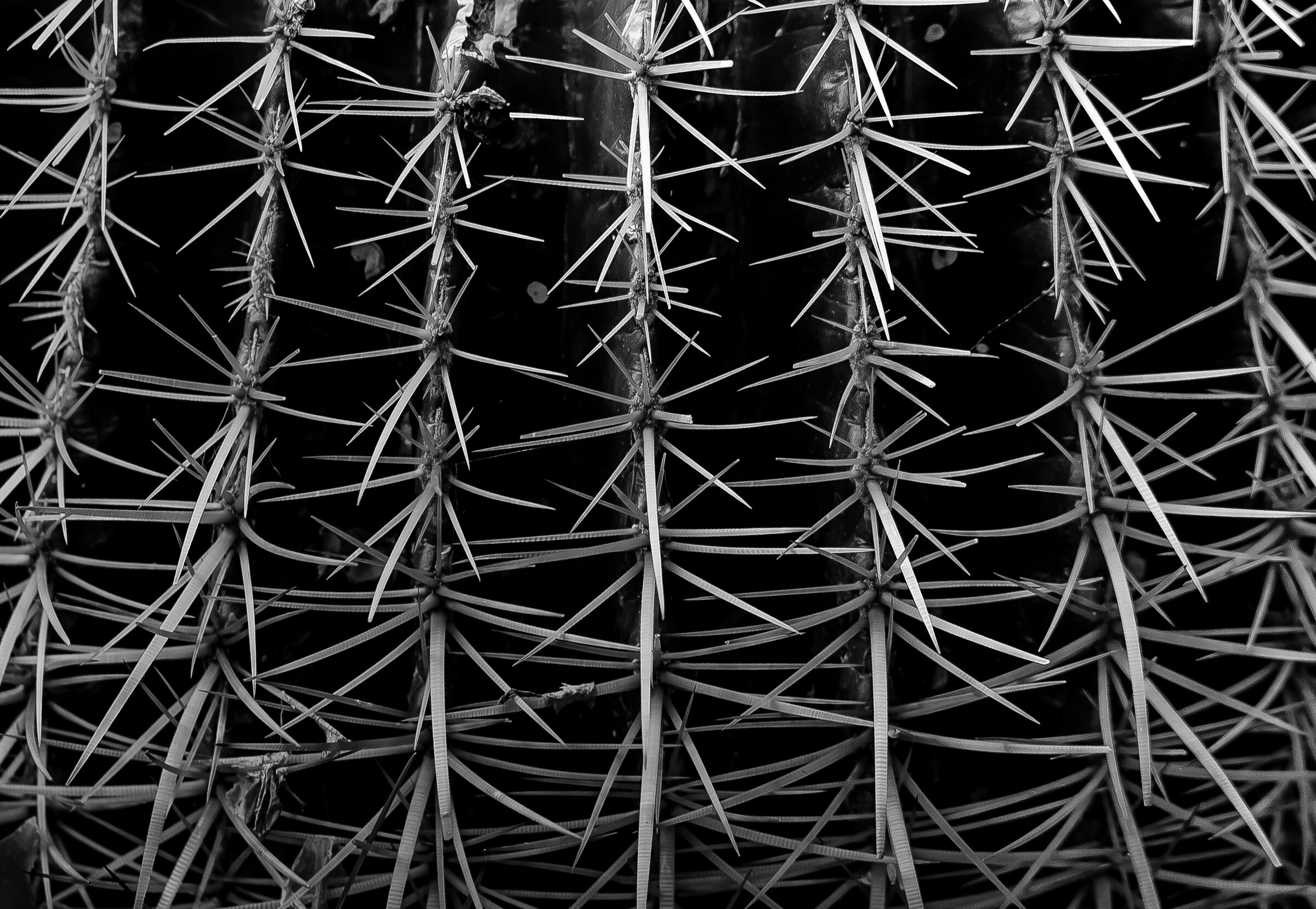 La vita spesso. É spinosa