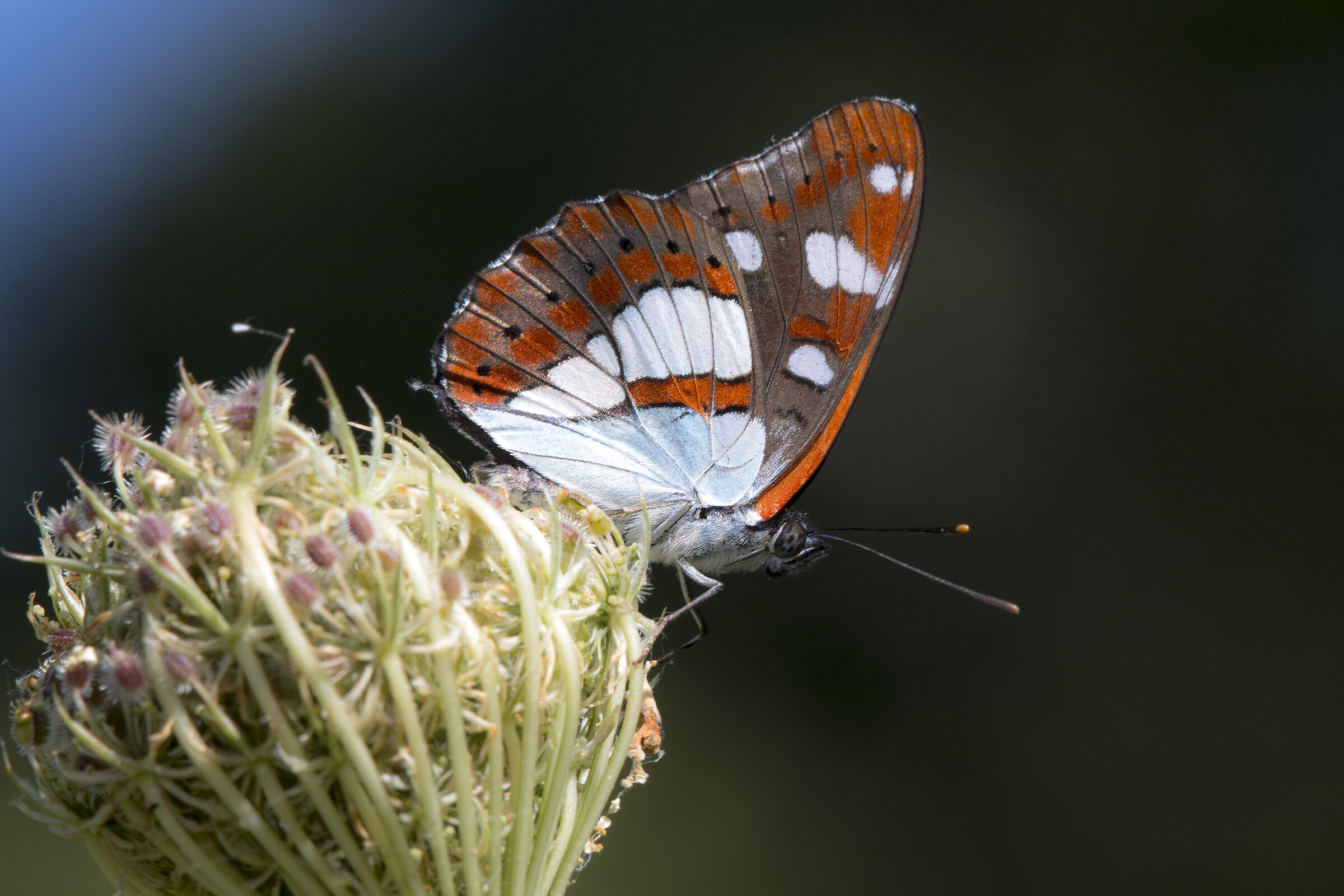 Silvano azzurro - Limenitis reducta