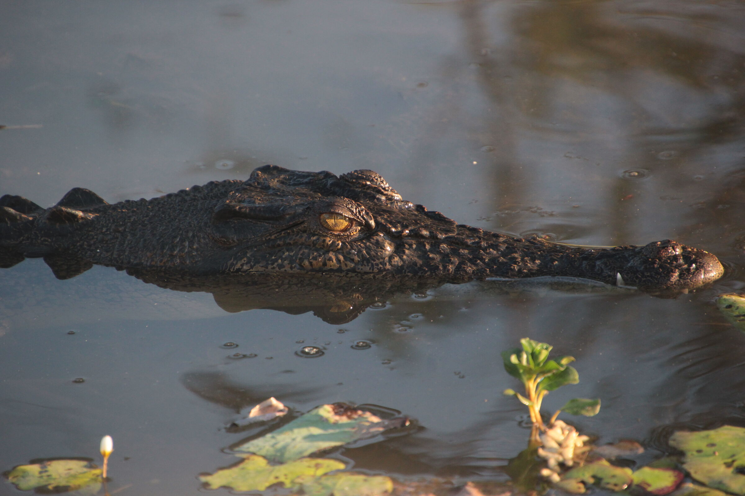 Australian Crocodile