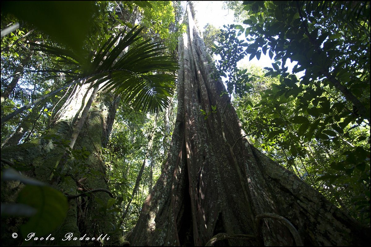 Foresta pluviale primaria