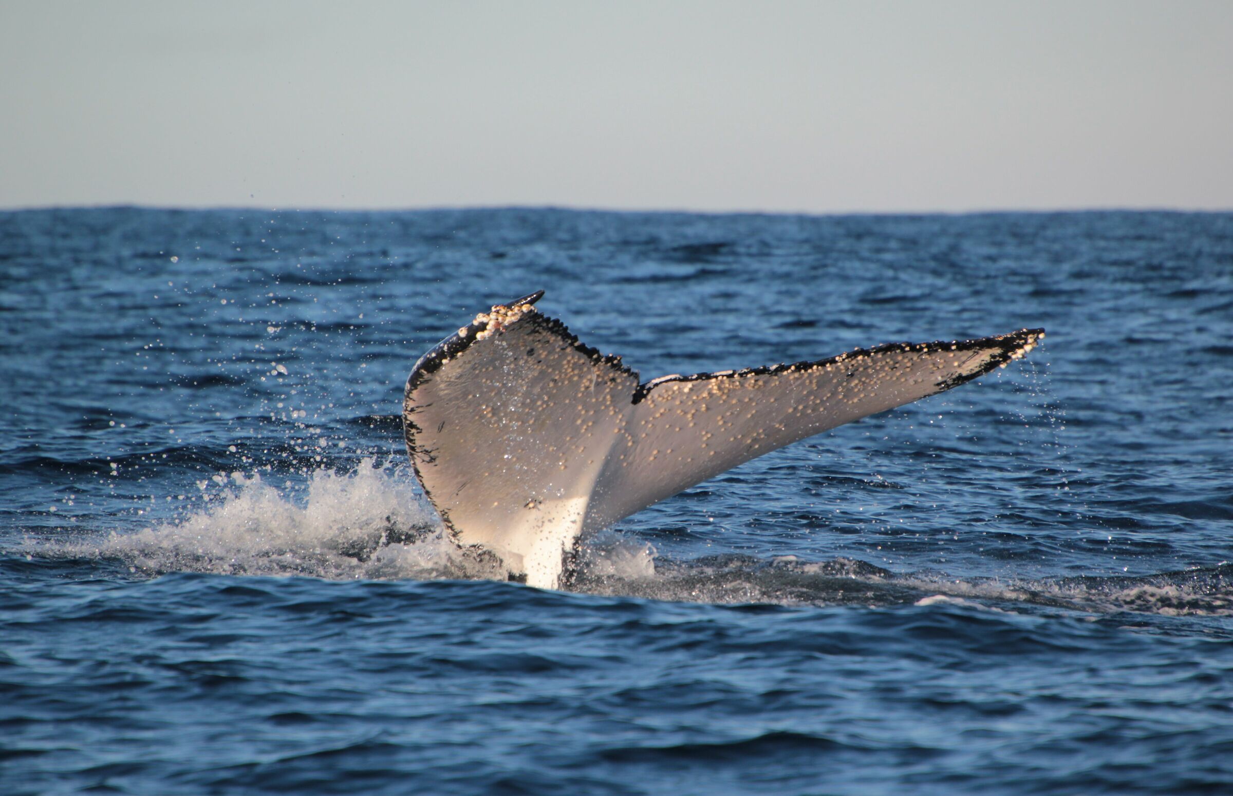 Australian humpback whales