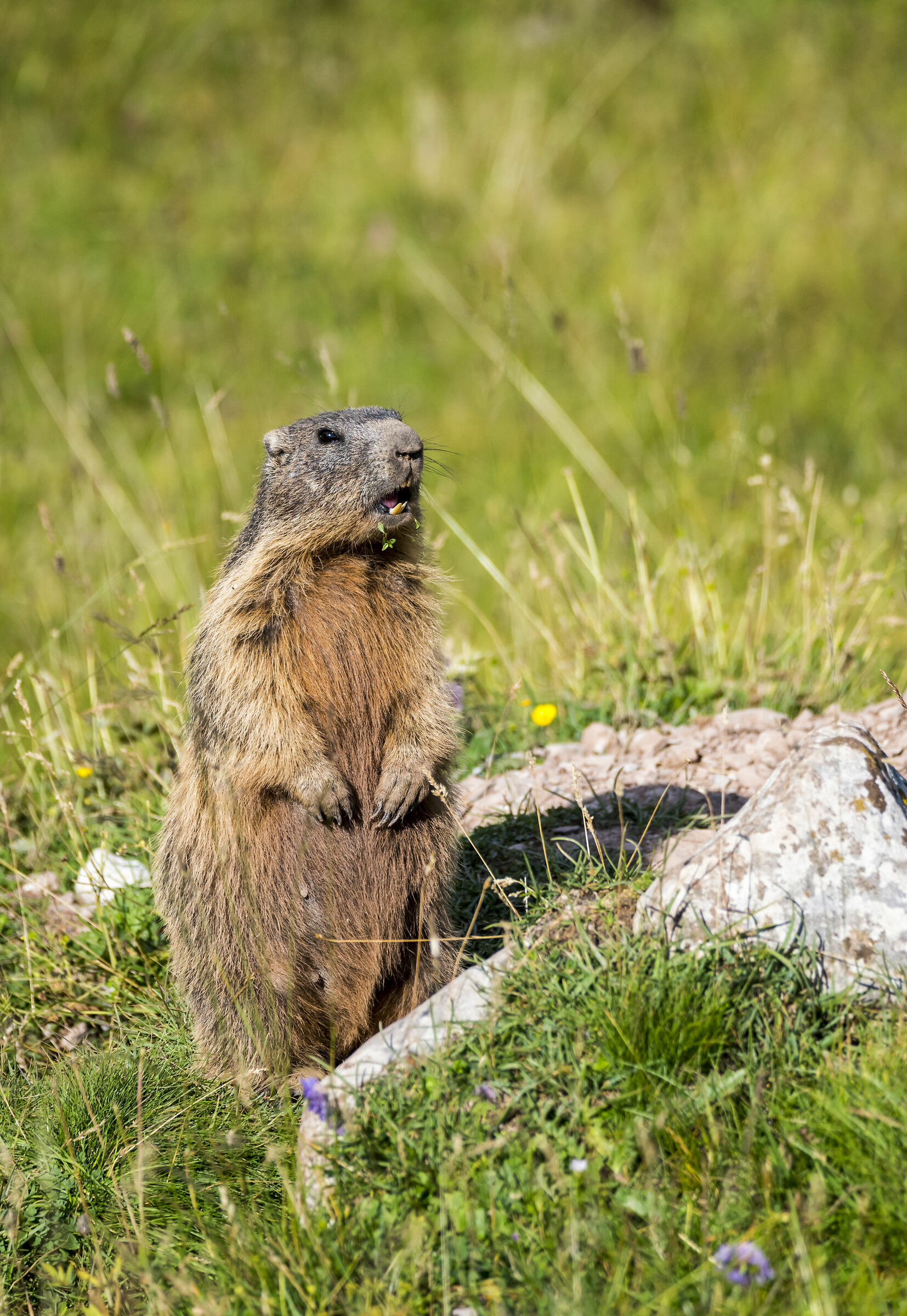 Marmot lurking
