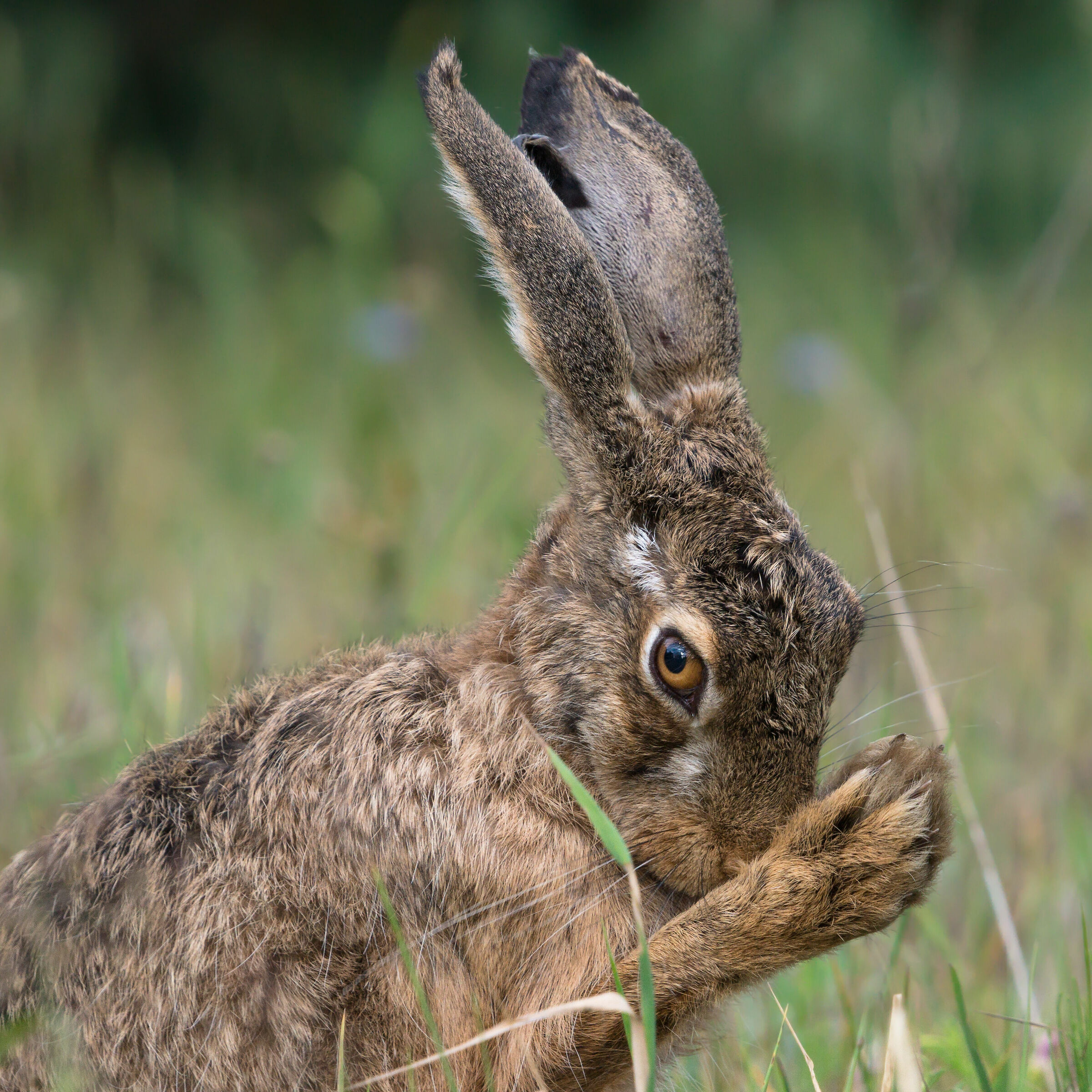 Lepre marrone (Lepus europaeus)