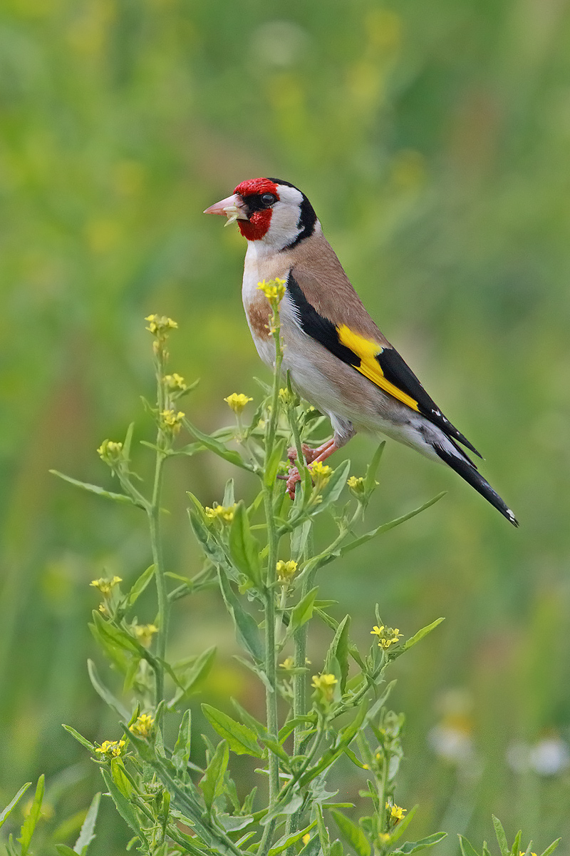 Goldfinch
