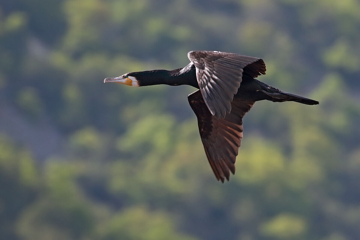 Cormorant