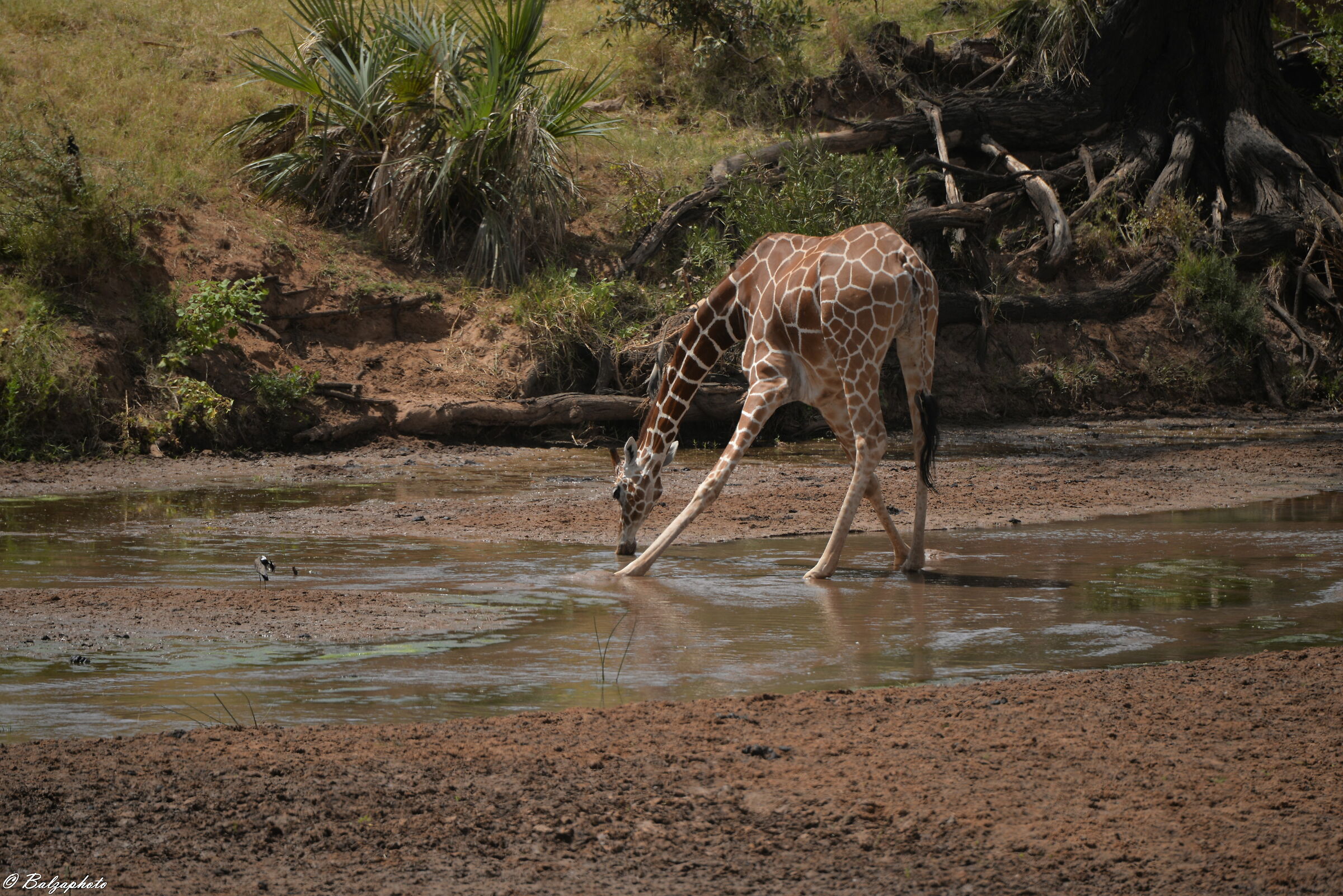 Giraffe Quenhols Quensus Shapa National Park - Samburu