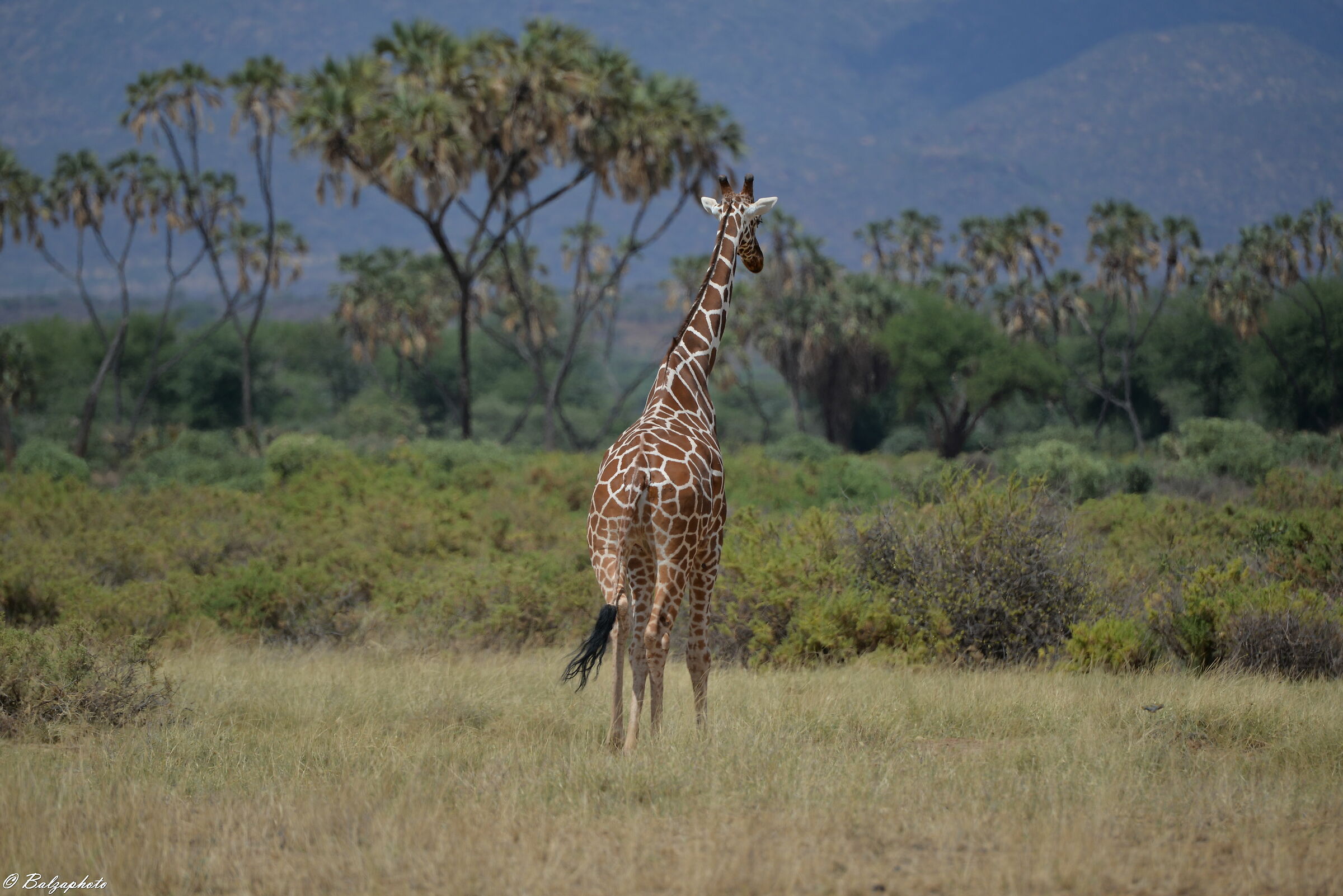 Giraffe and landscape Shapa National Park - Samburu