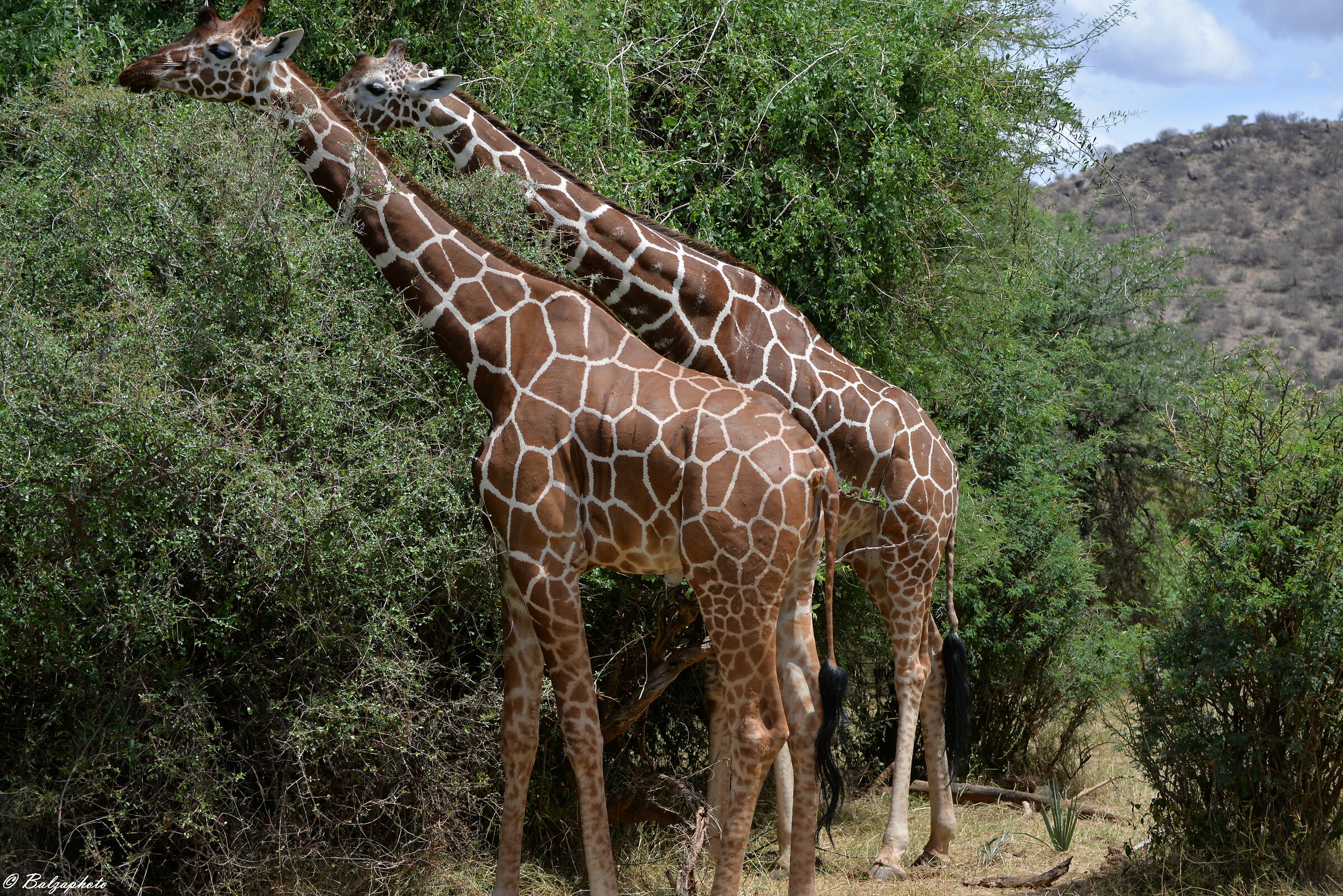 Giraffes in symmetry Shapa National Park - Samburu