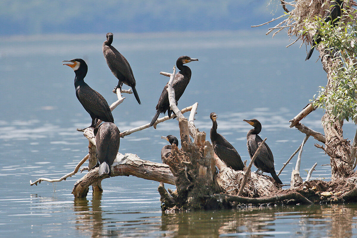 Cormorants