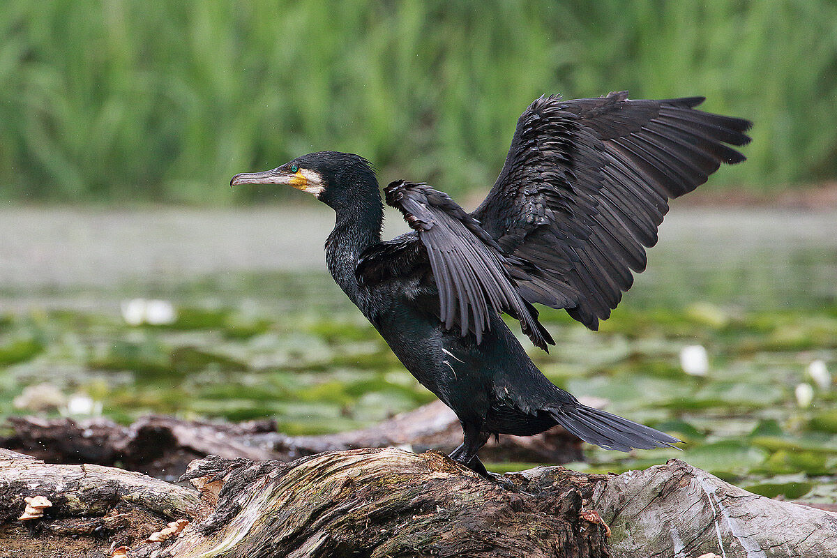 Cormorant