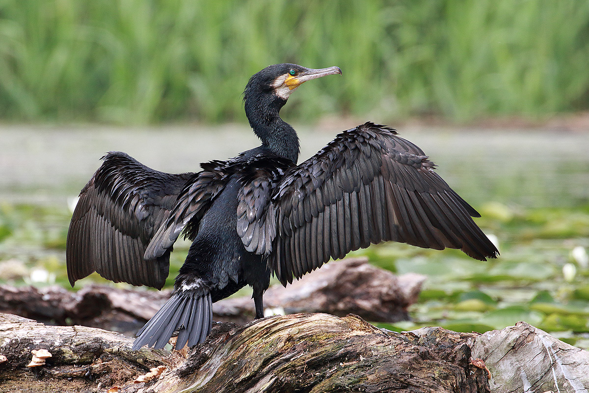 Cormorant