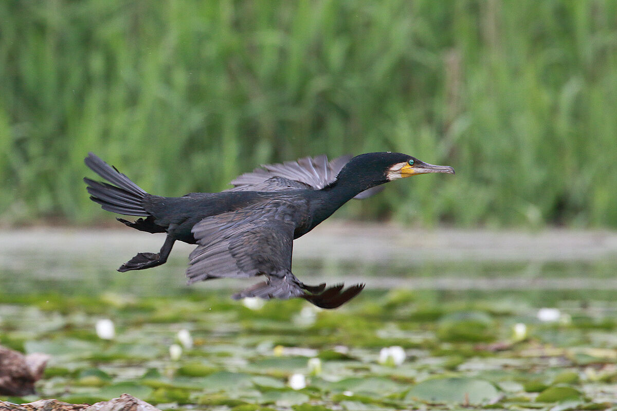 Cormorant