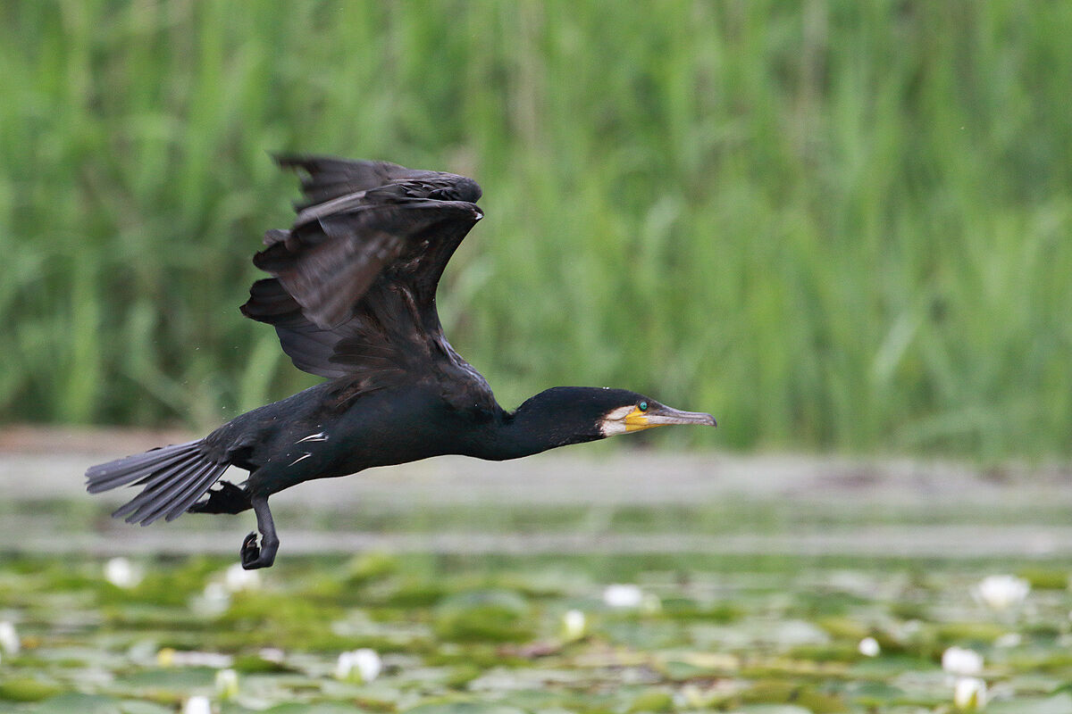 Cormorant
