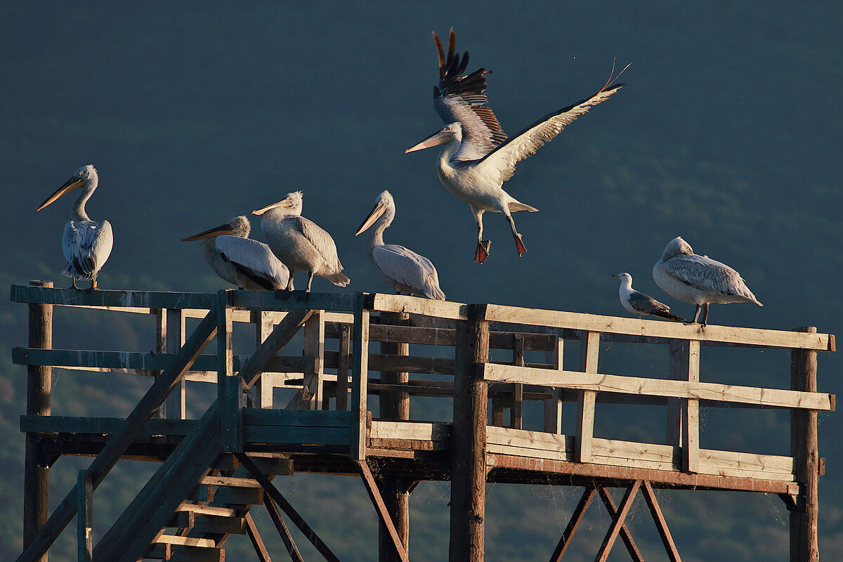 Curly Pelicans