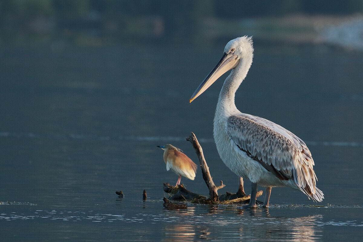 Curly Pelican and scuffle glee