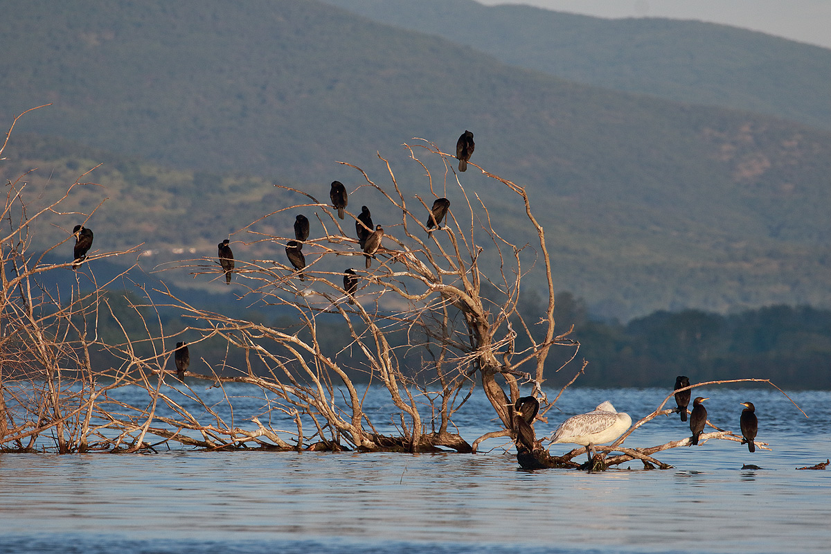 Cormorants at the nursery