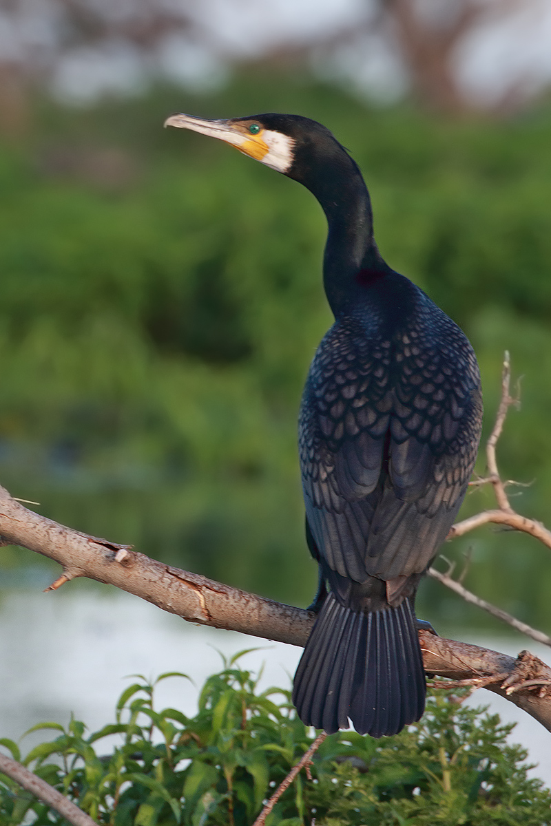 Cormorant