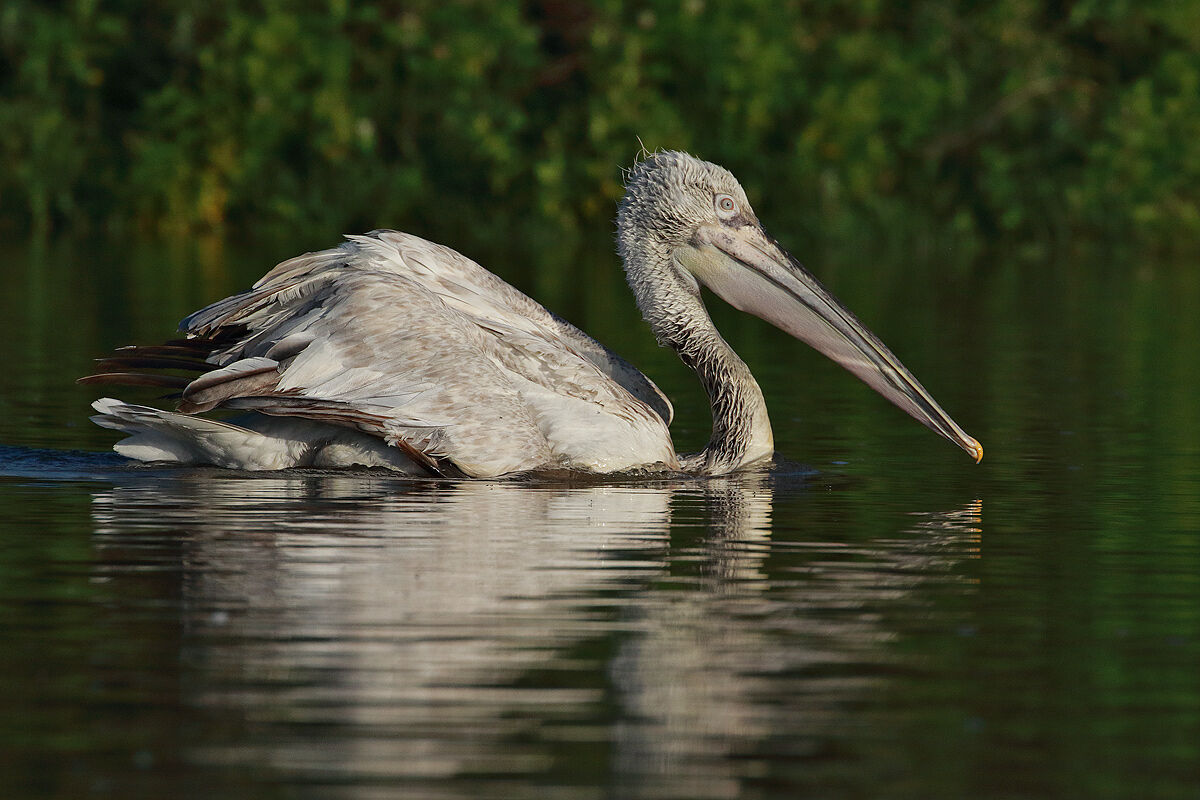 Hedgehog Pelican