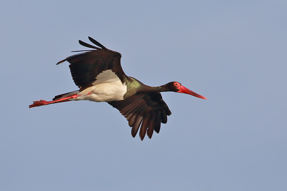 Black stork