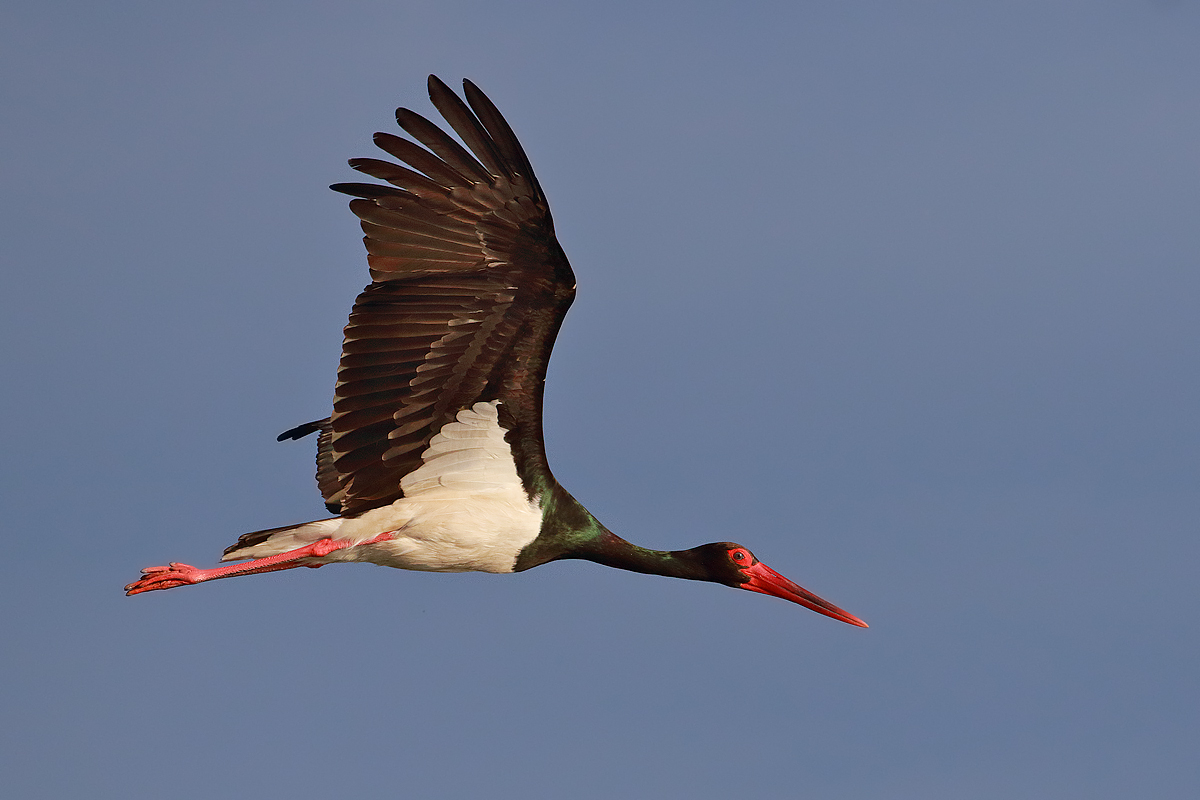 Black stork