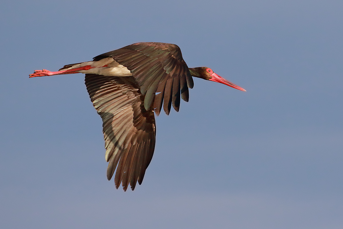 Black stork